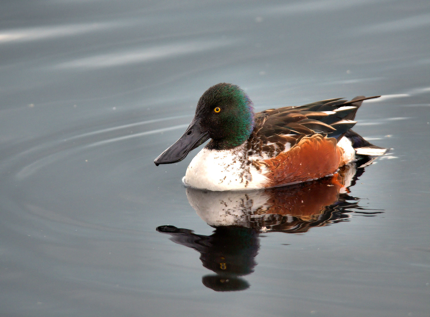 Male shoveler