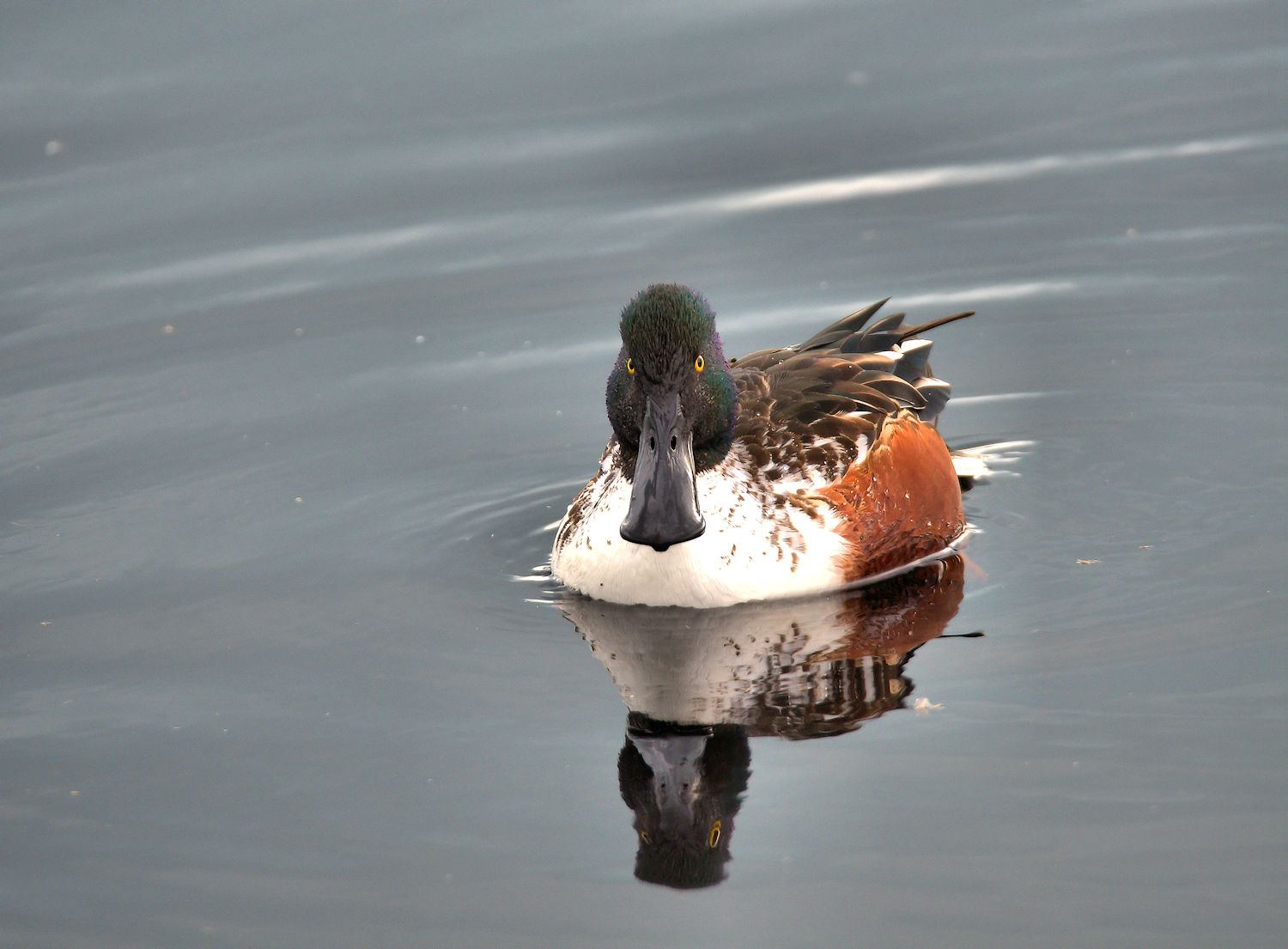 Male shoveler