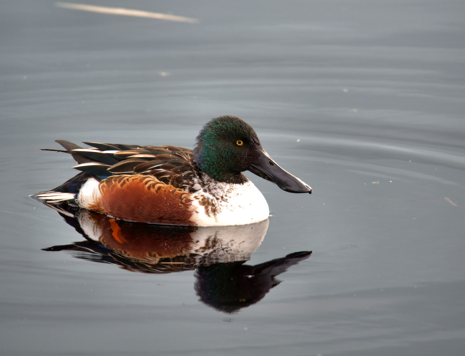 Male shoveler