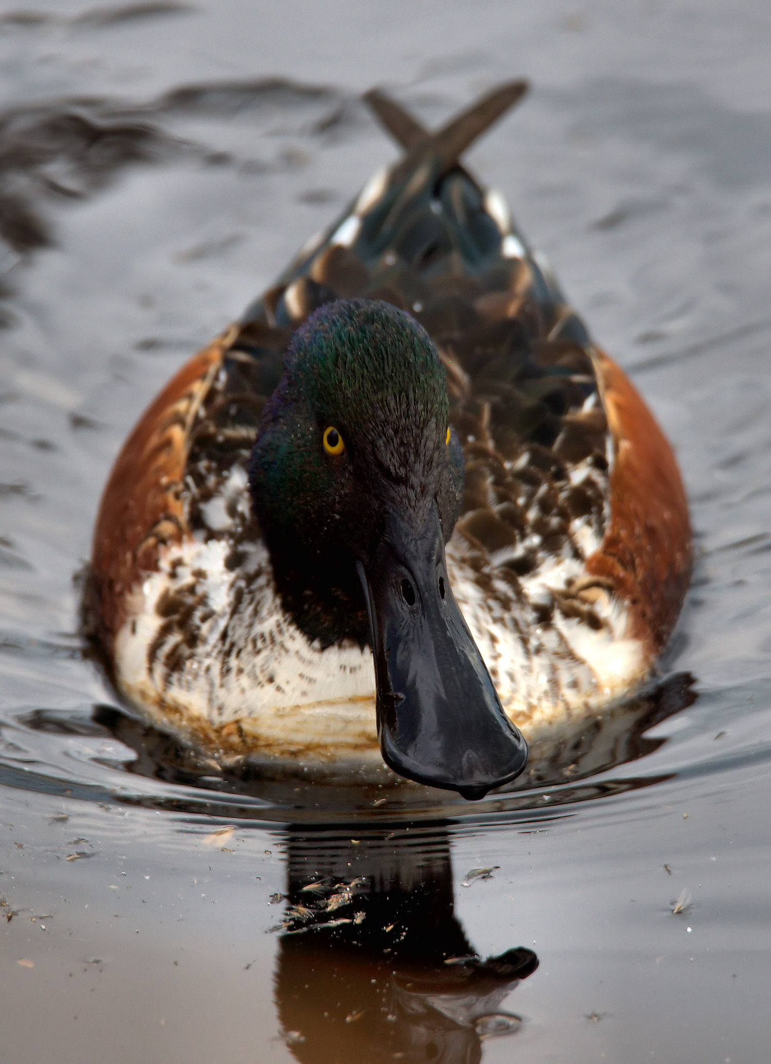 Male shoveler