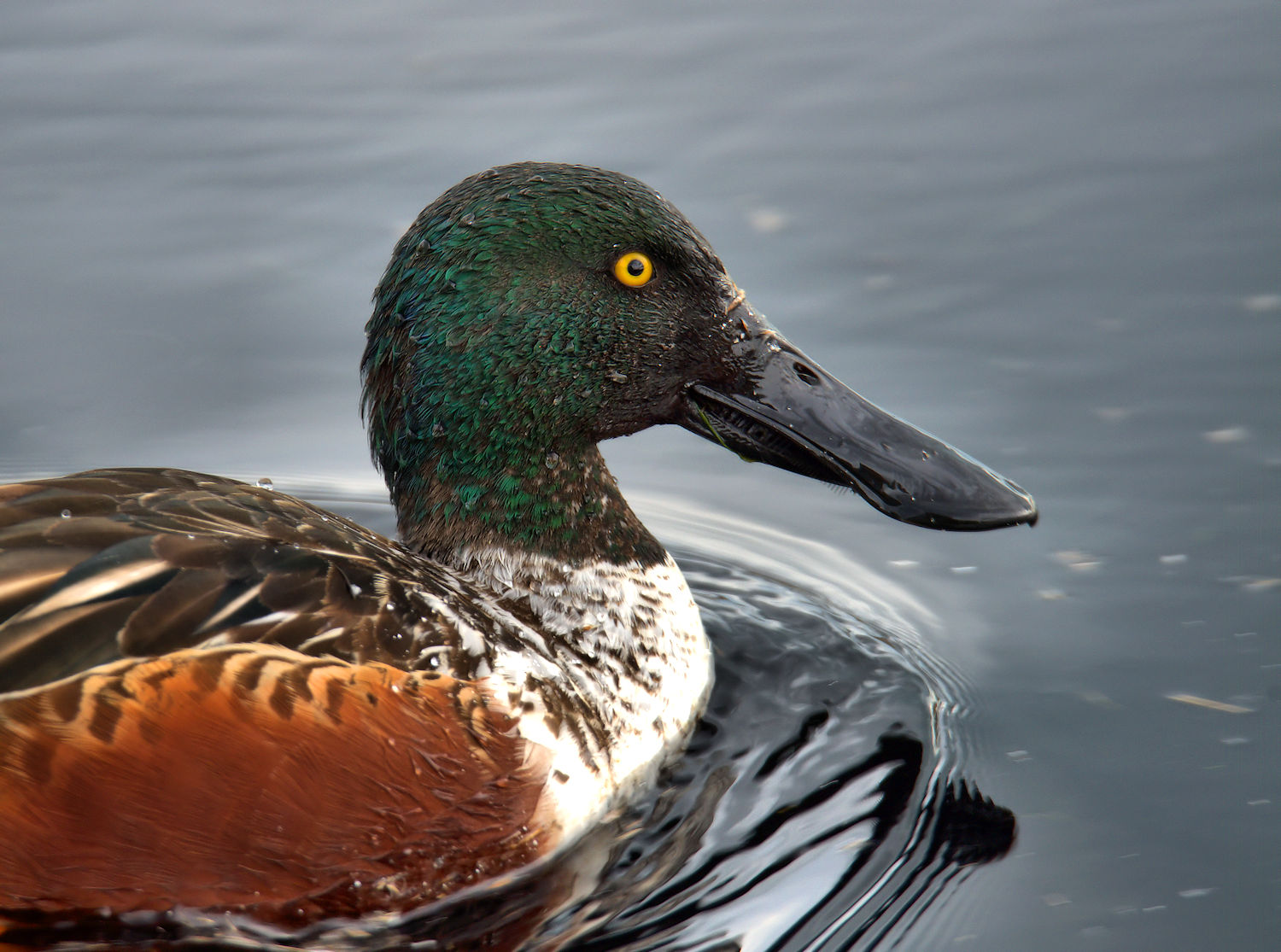 Male shoveler