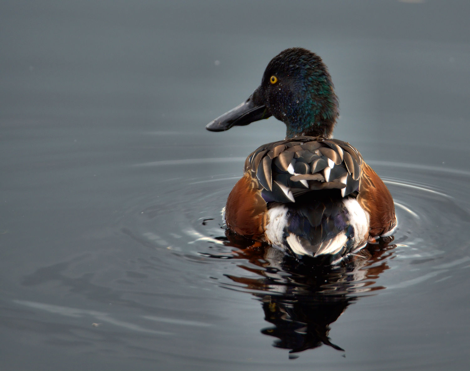 Male shoveler