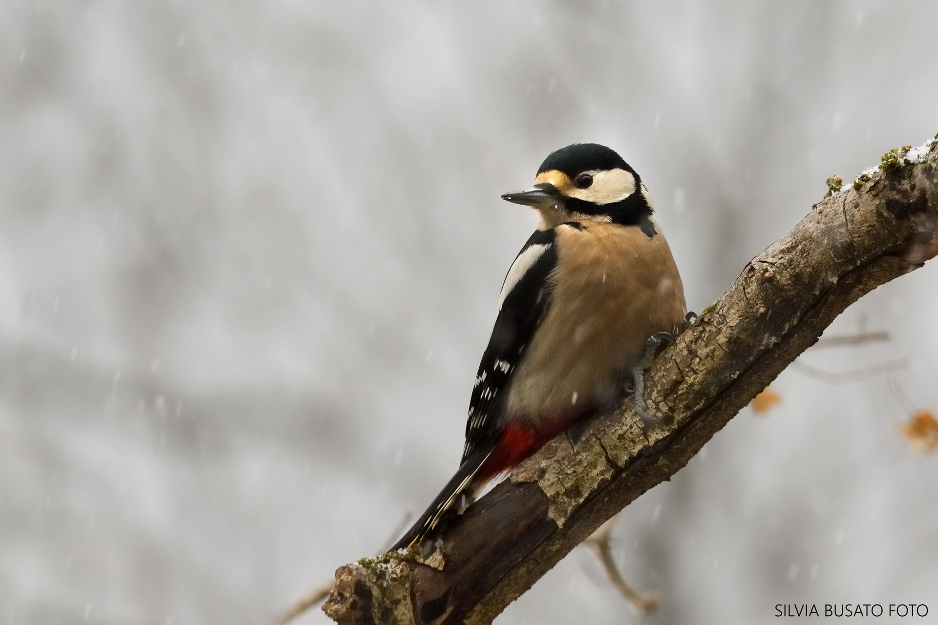 Red woodpecker under the snow