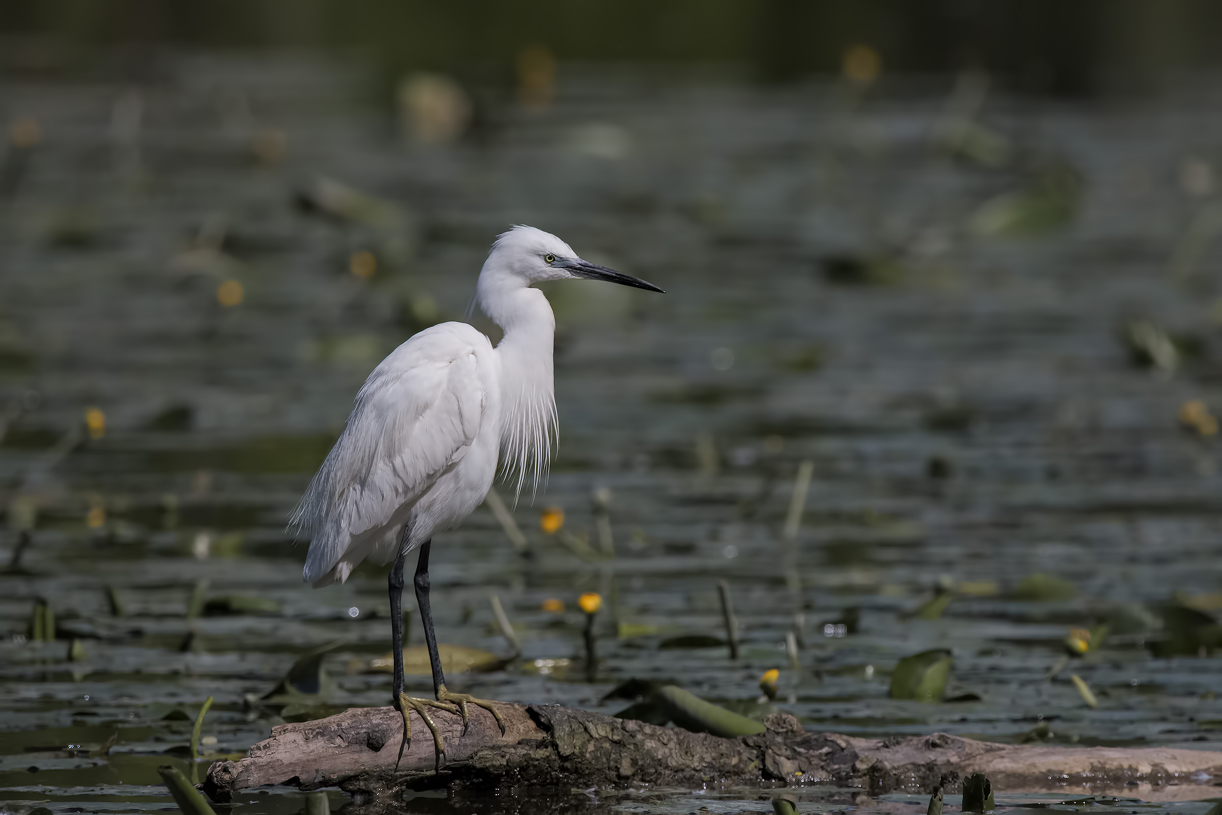 Egret