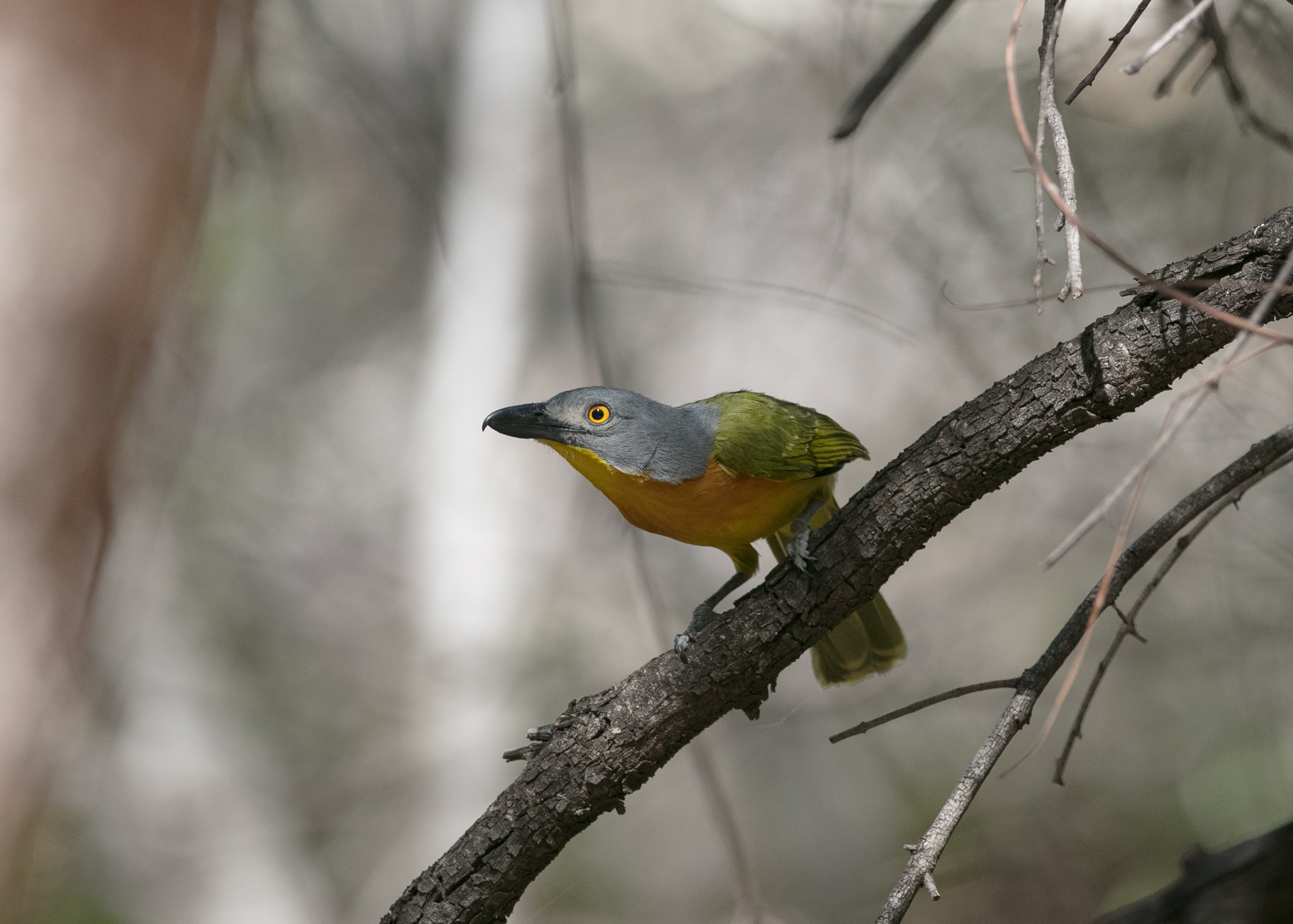 Averla di macchia testagrigia