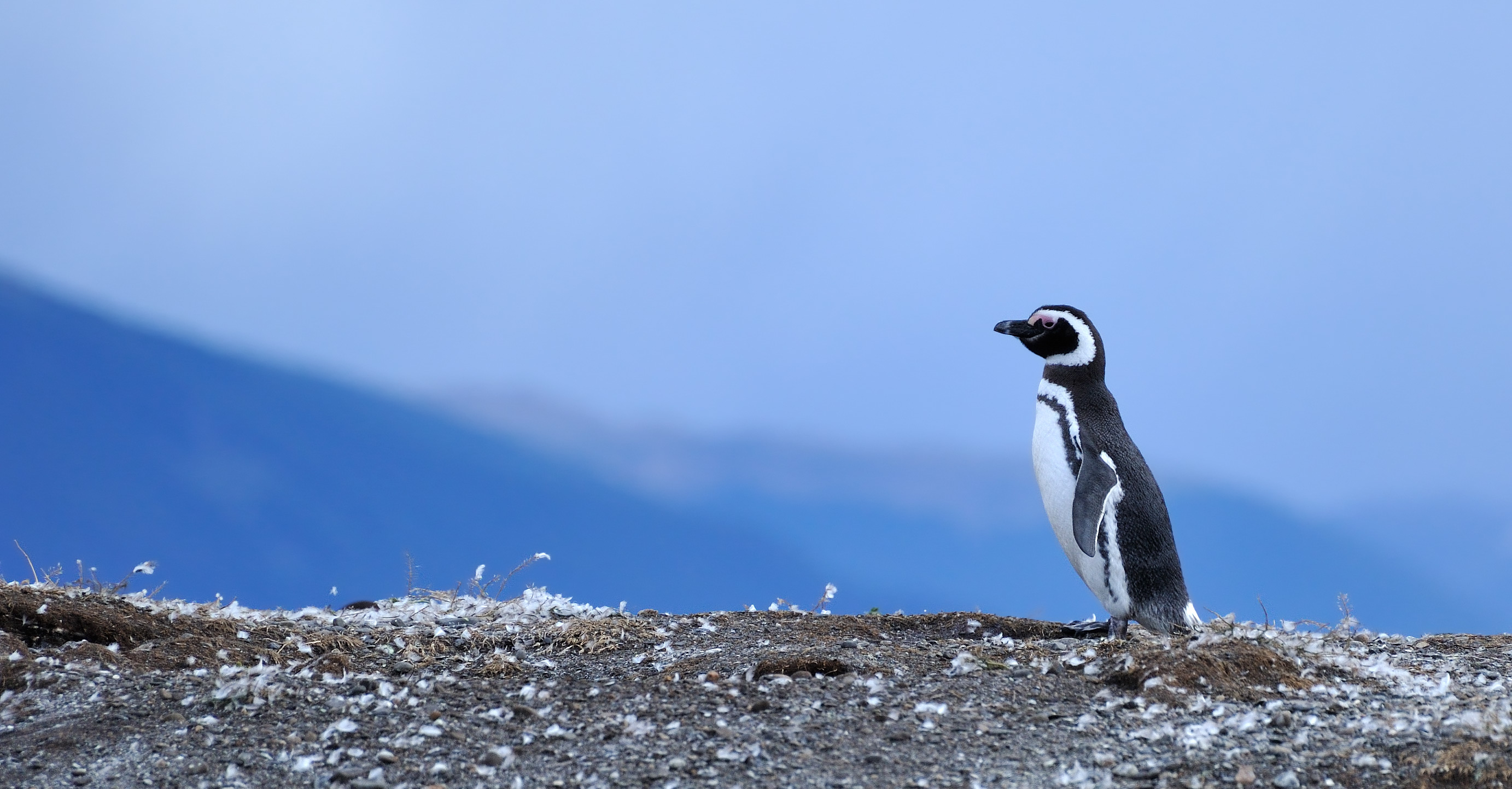 Lone penguin (Spheniscus magellanicus)