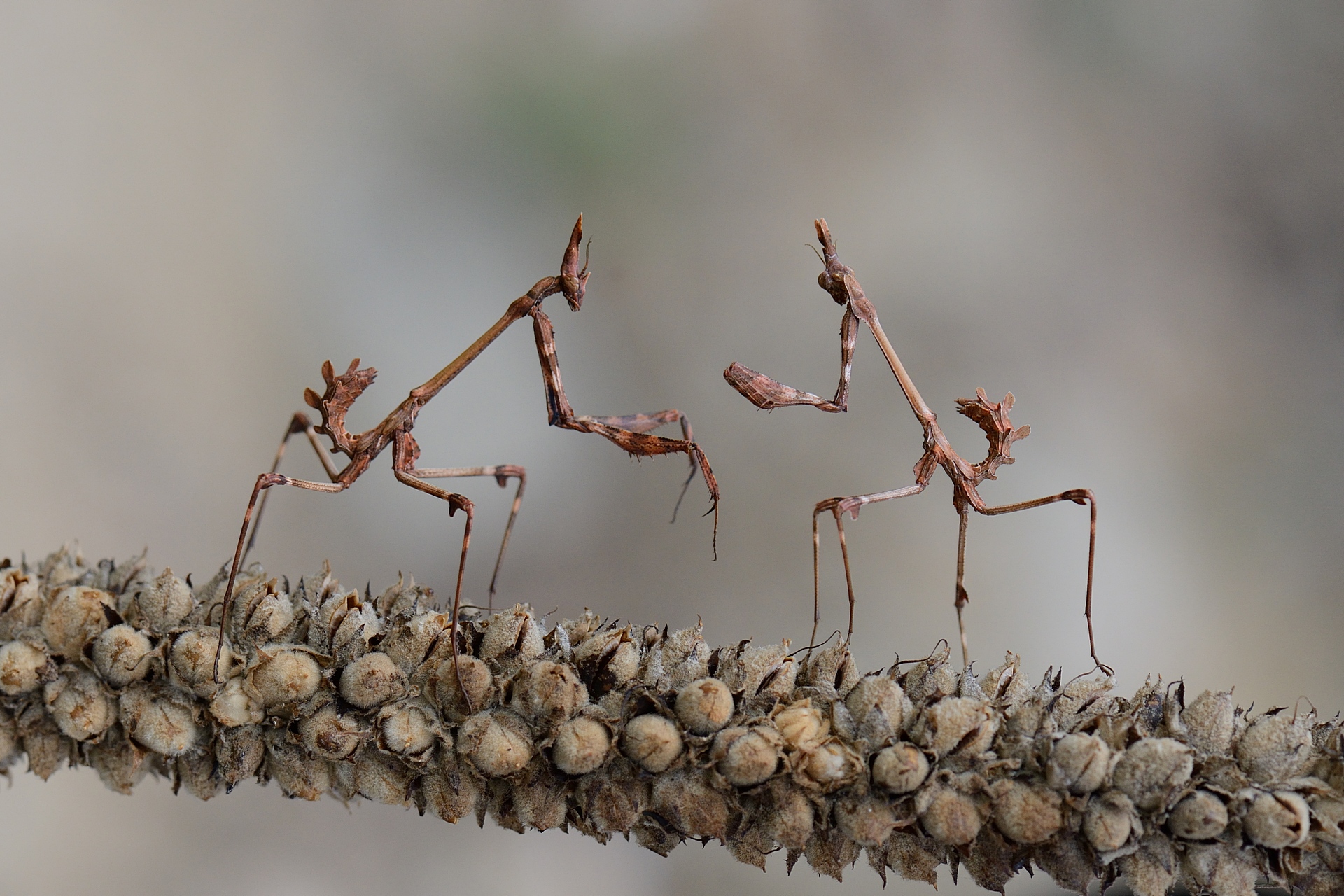 Empusa`s Meeting (Empusa fasciata)