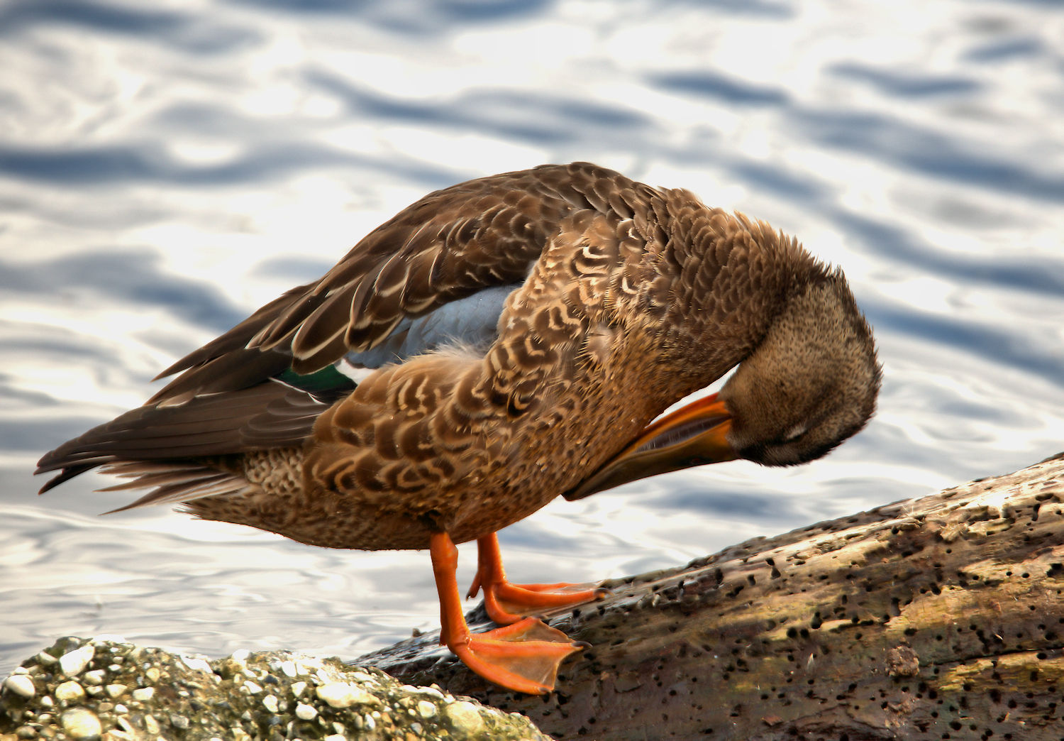 Shoveler female