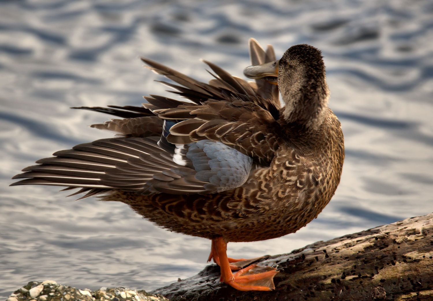 Shoveler female