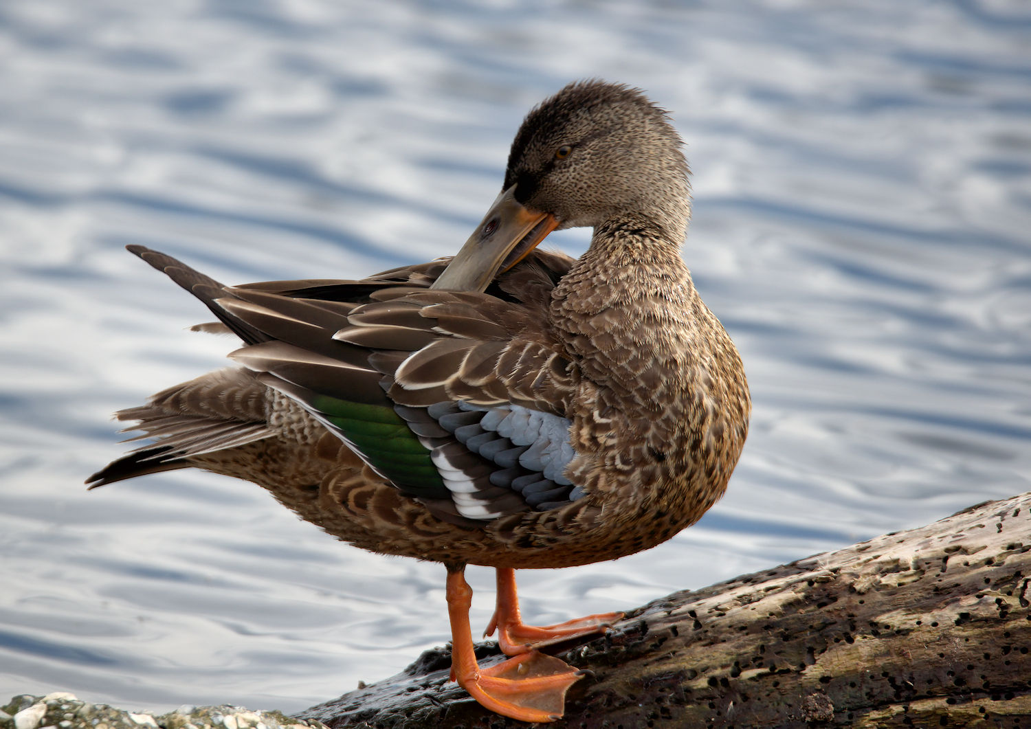 Shoveler female