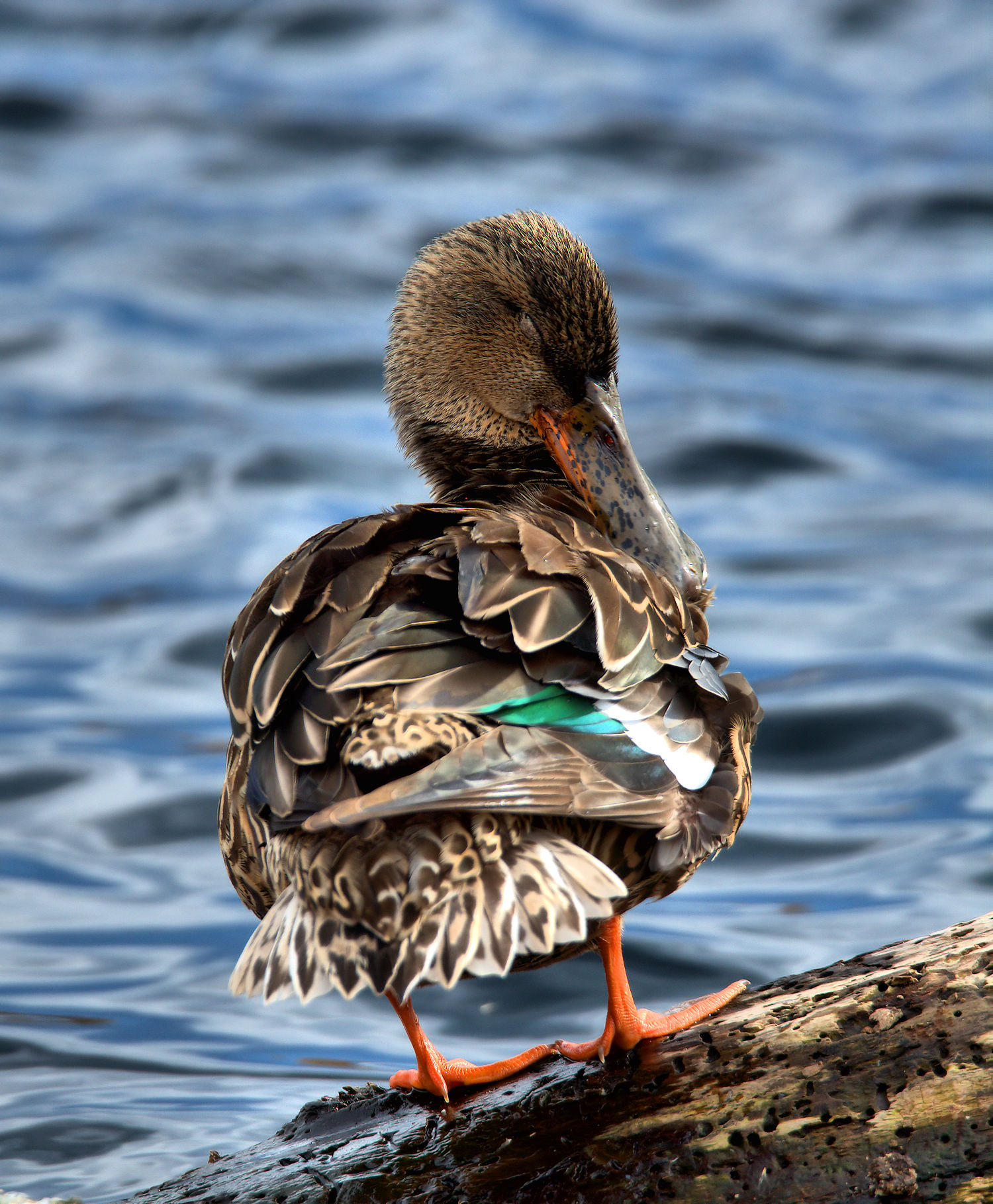 Shoveler female