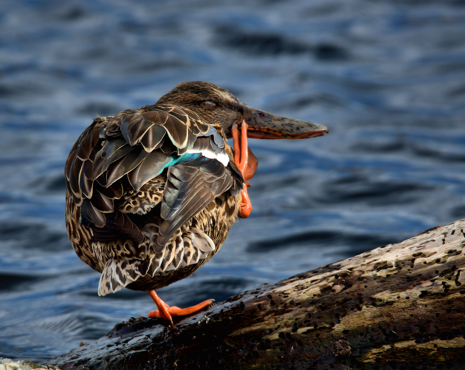 Shoveler female