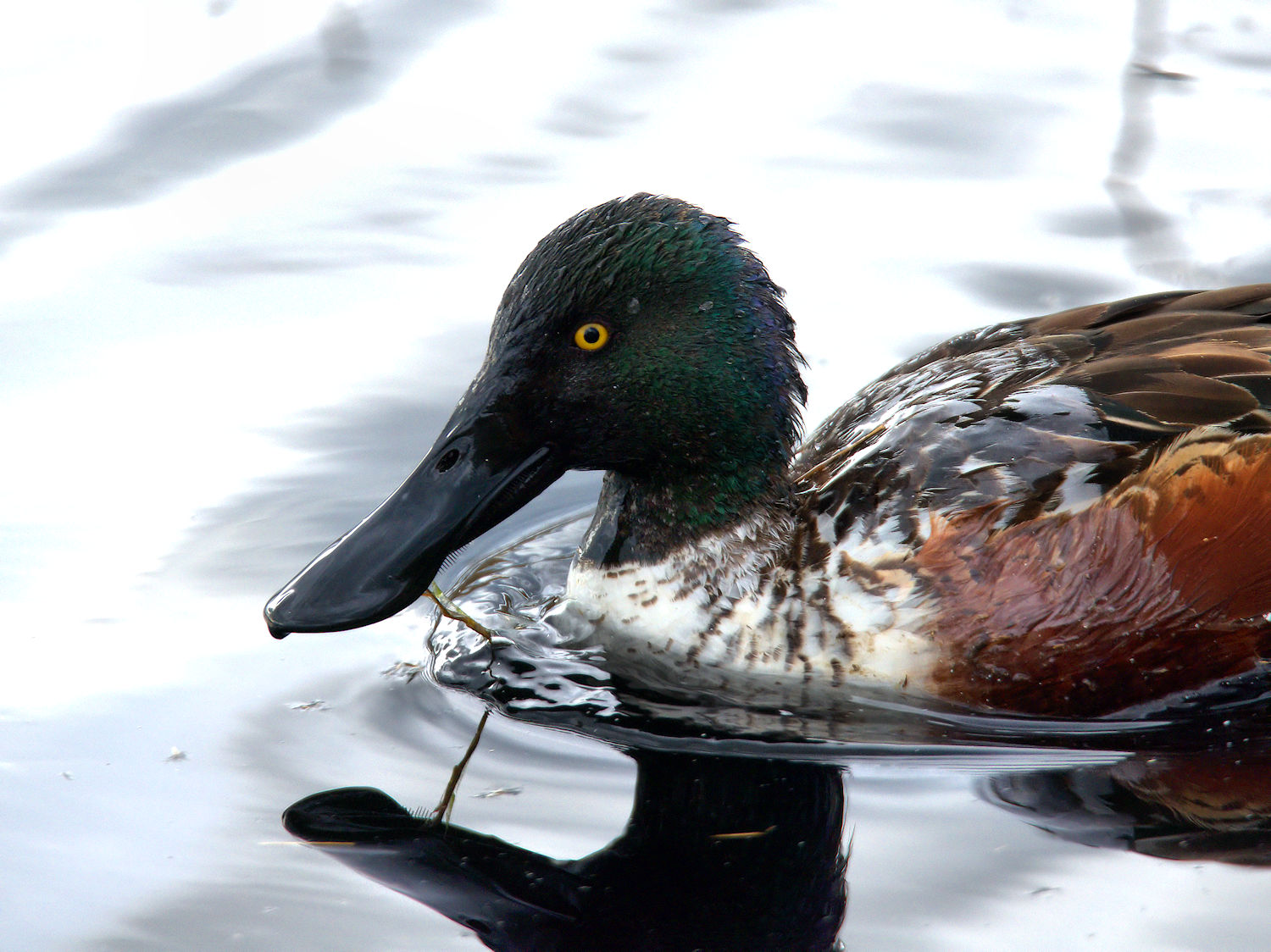 Male shoveler