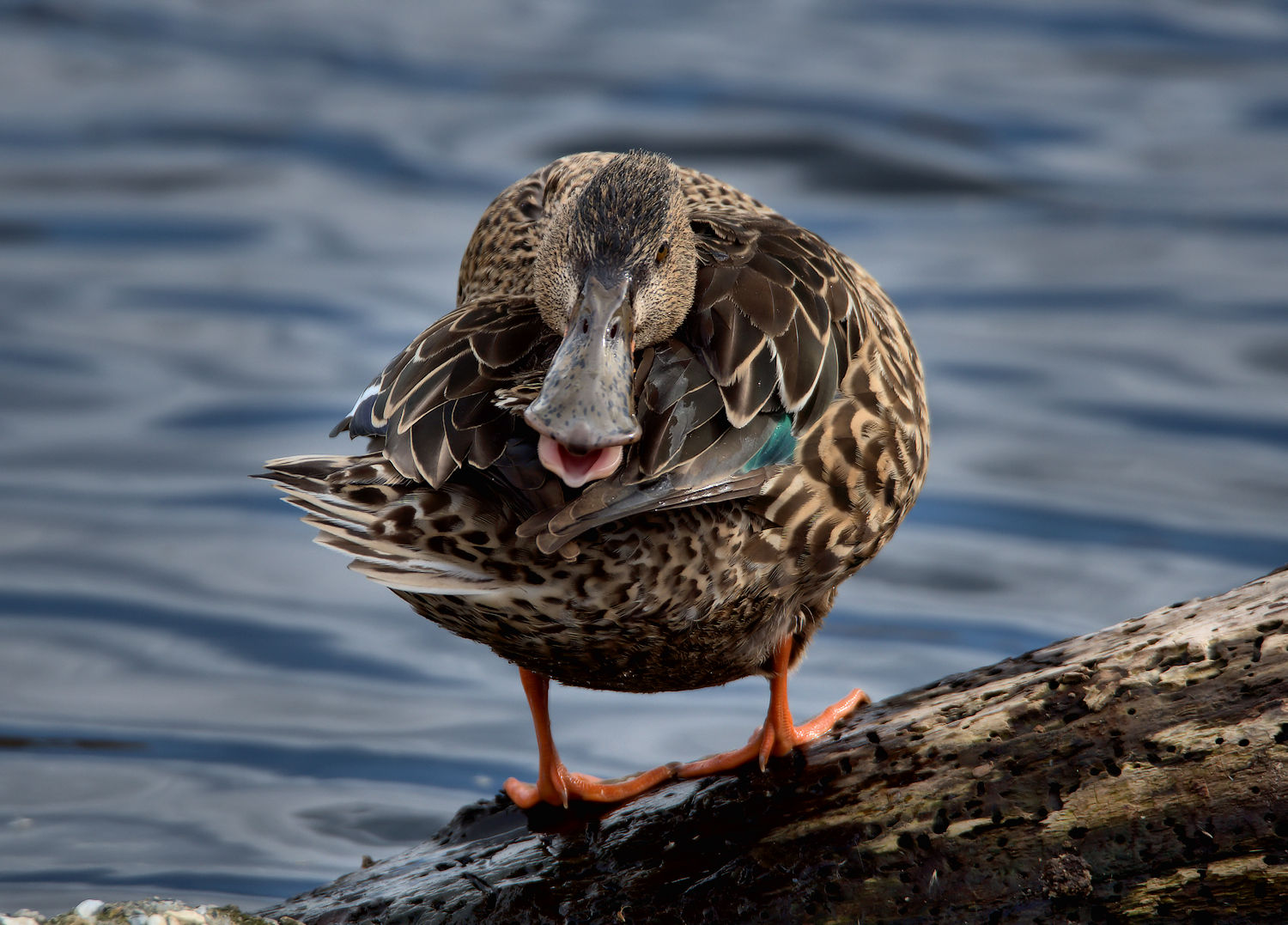 Shoveler female