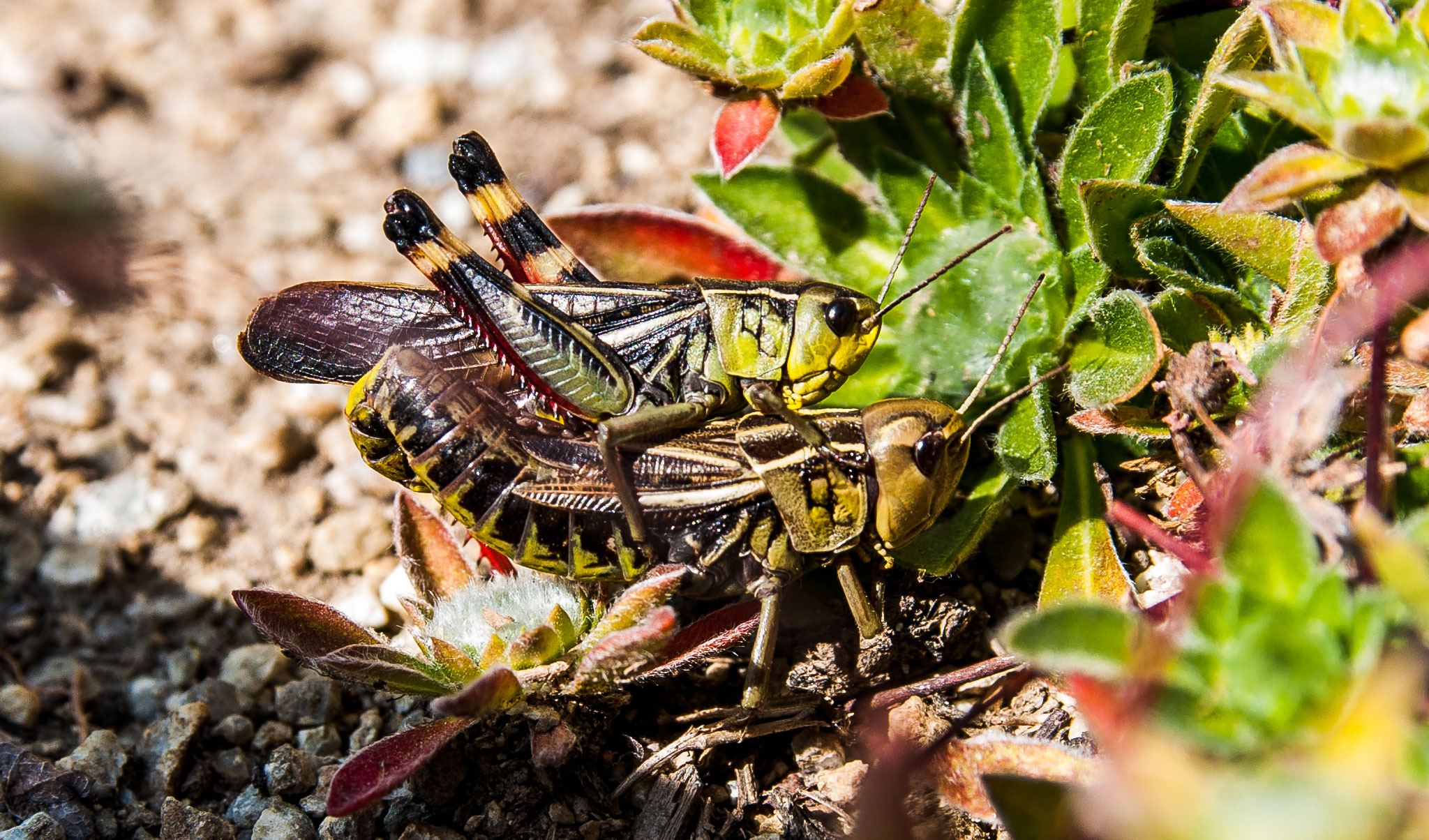 Molticolor grasshoppers
