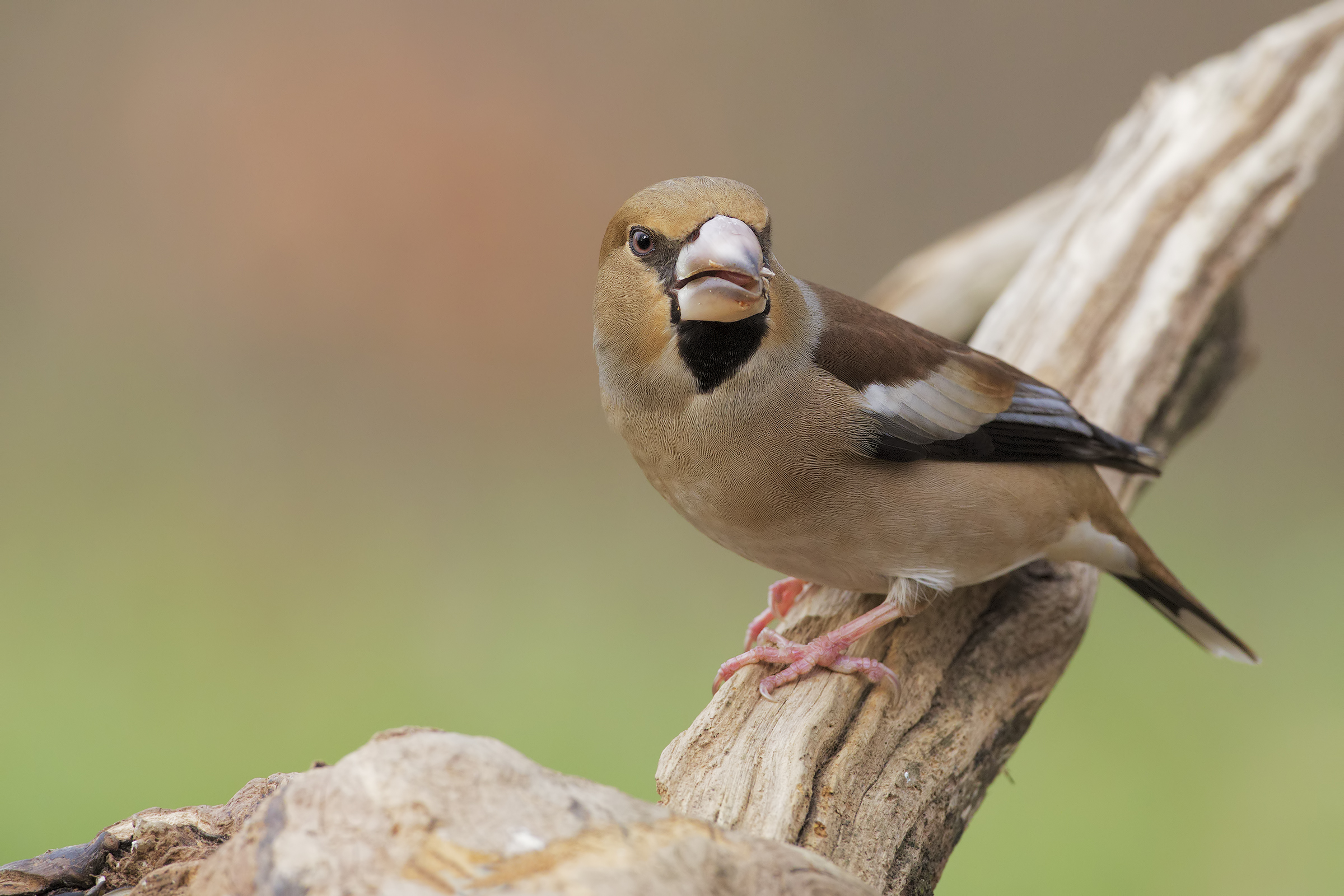 Hawfinch
