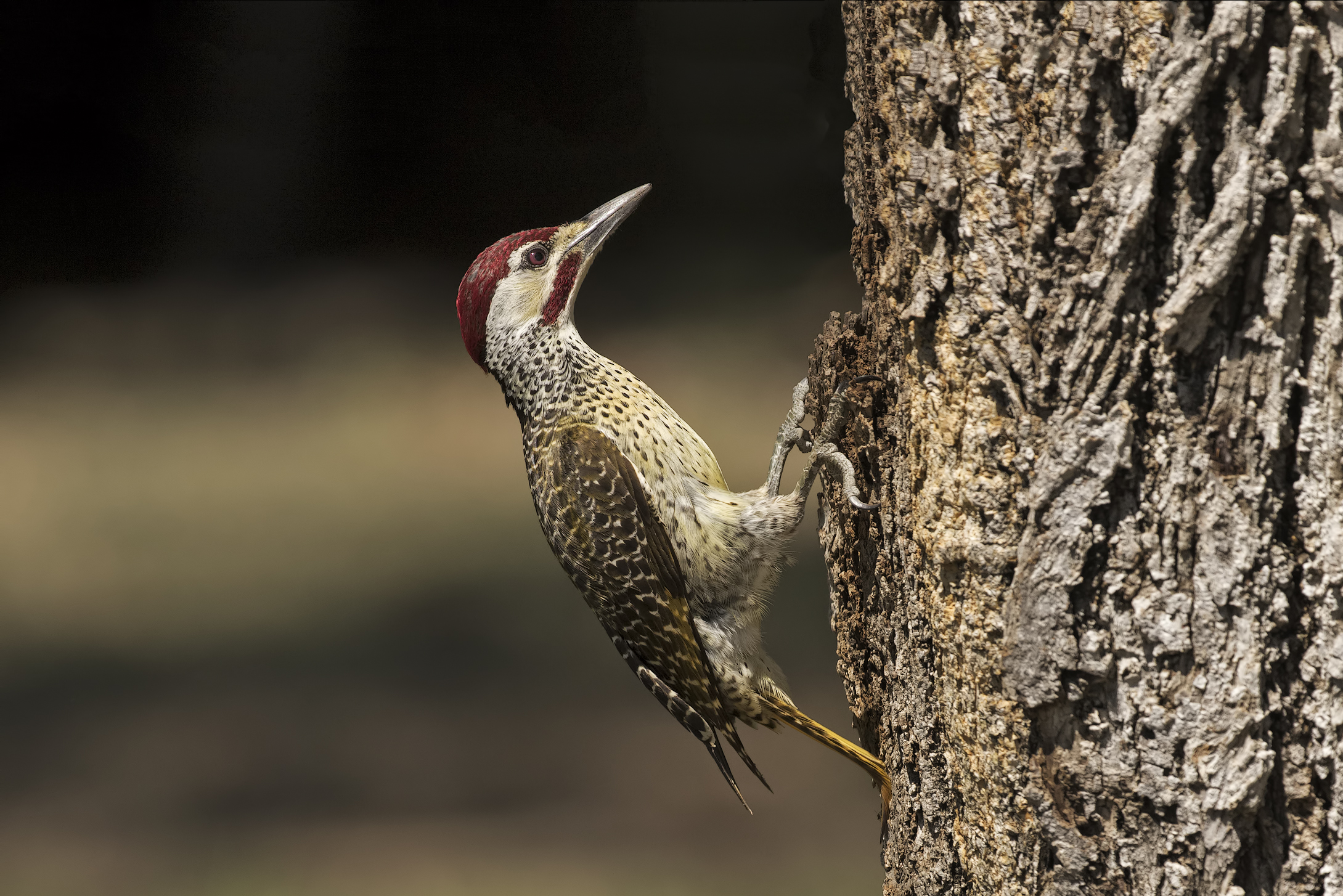 Woodpecker South Africa