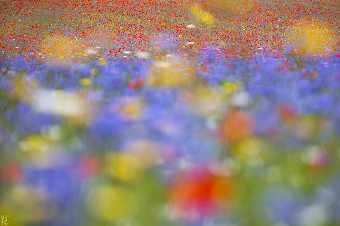 A dip in the colors of Castelluccio