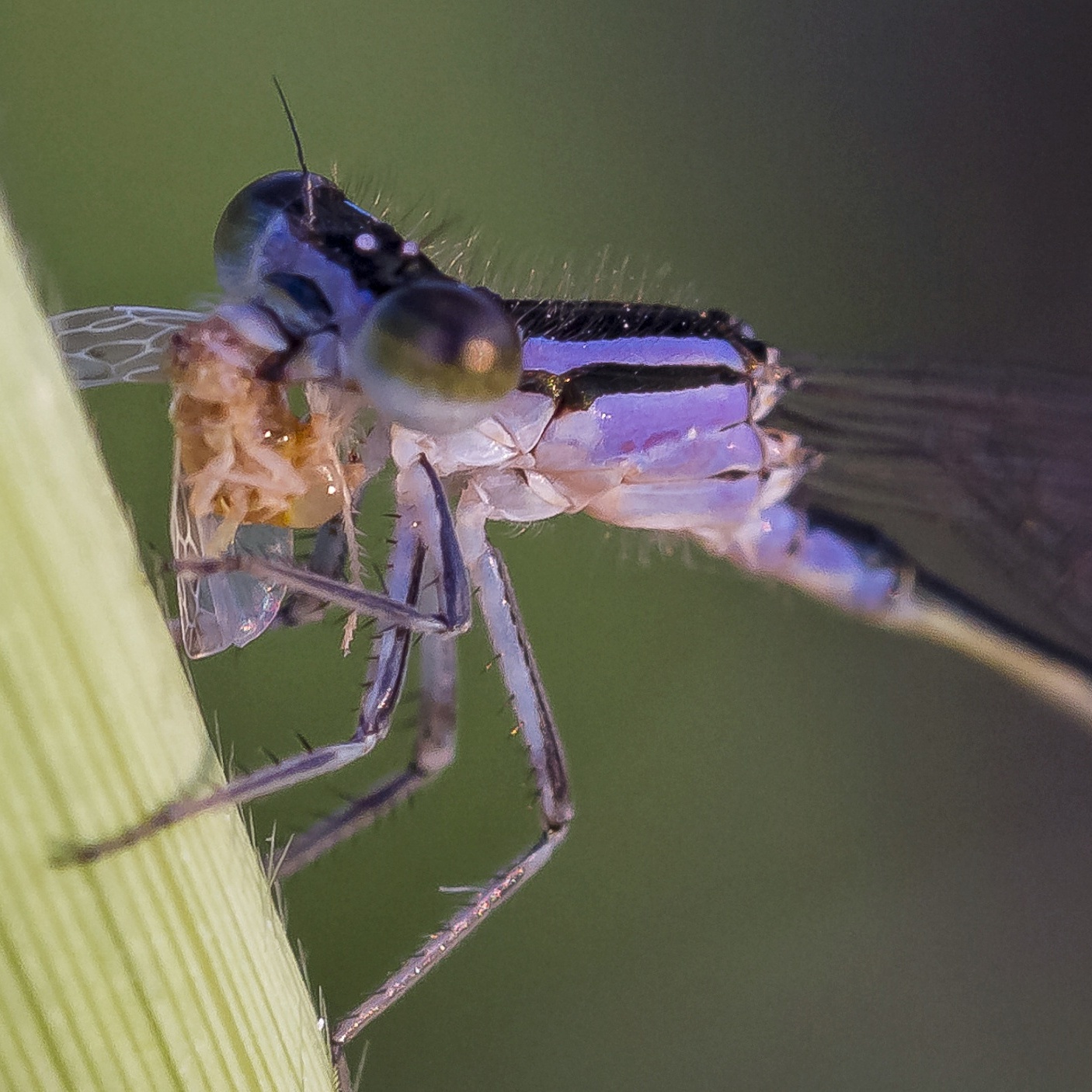 Dragonfly with prey