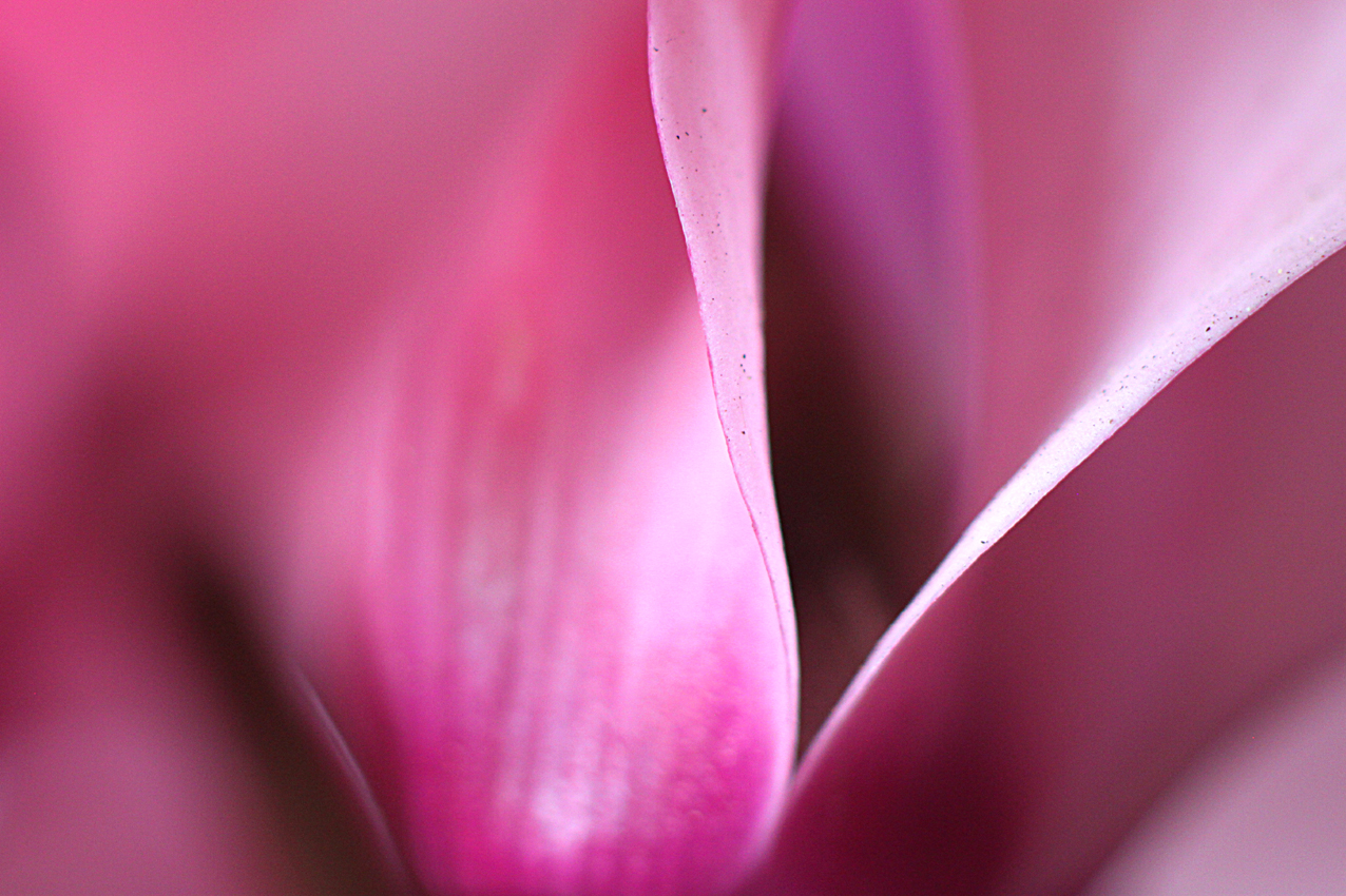 canon 500 d - 100 macro lens canon