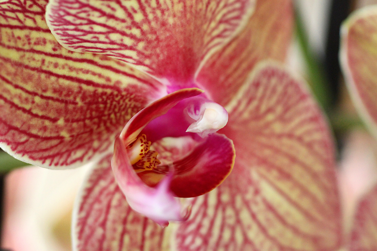 canon 500 d - 180 sigma macro lens