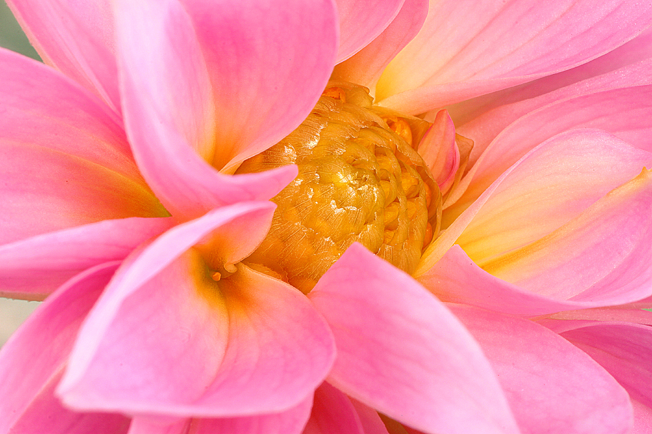 canon 500 d - 100 macro lens canon