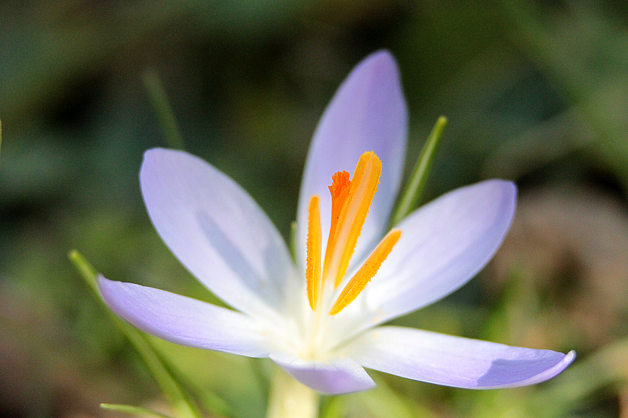 canon 500 d - 180 sigma macro lens