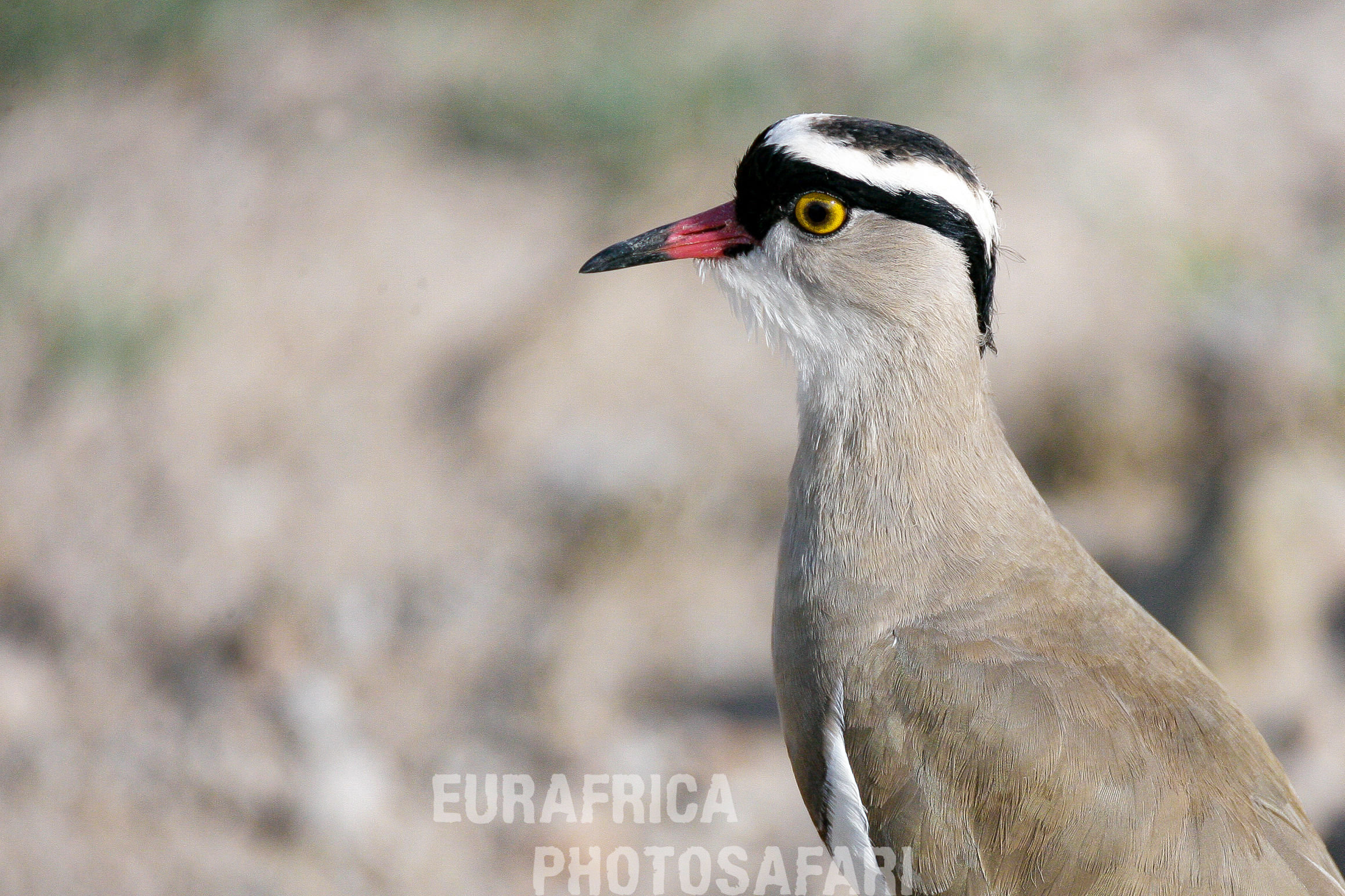 Crowned lapwing