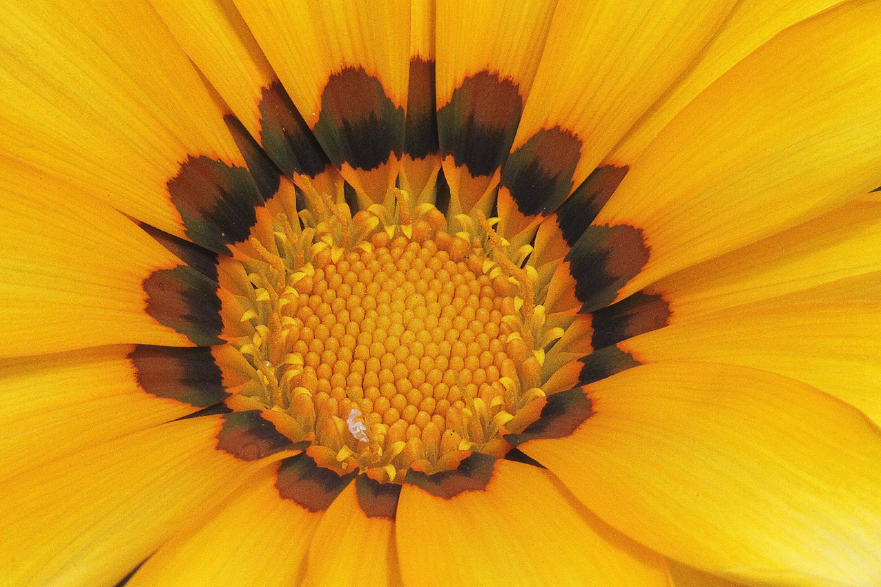 canon 500 d - 180 sigma macro lens