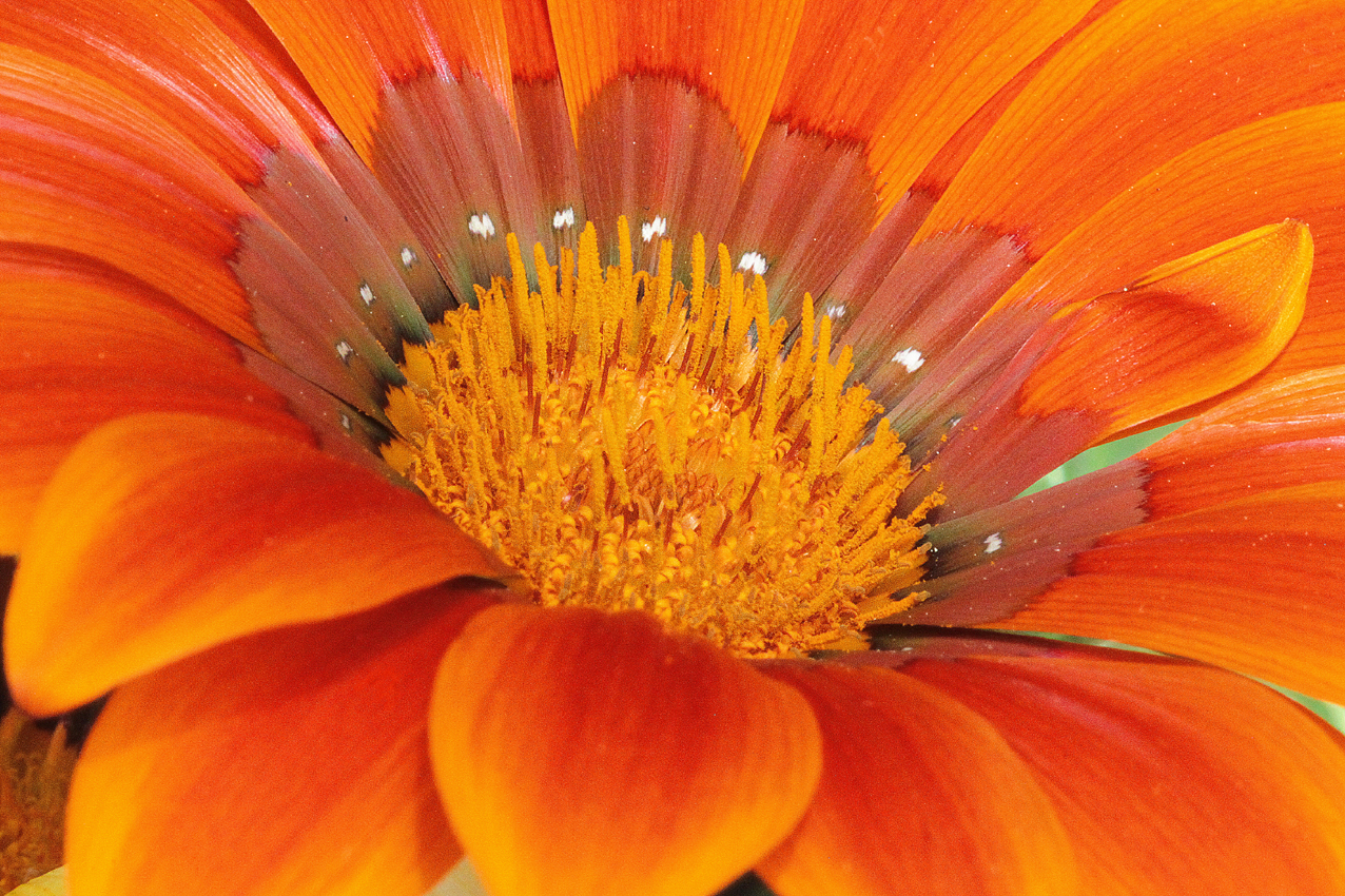 canon 500 d - 180 sigma macro lens