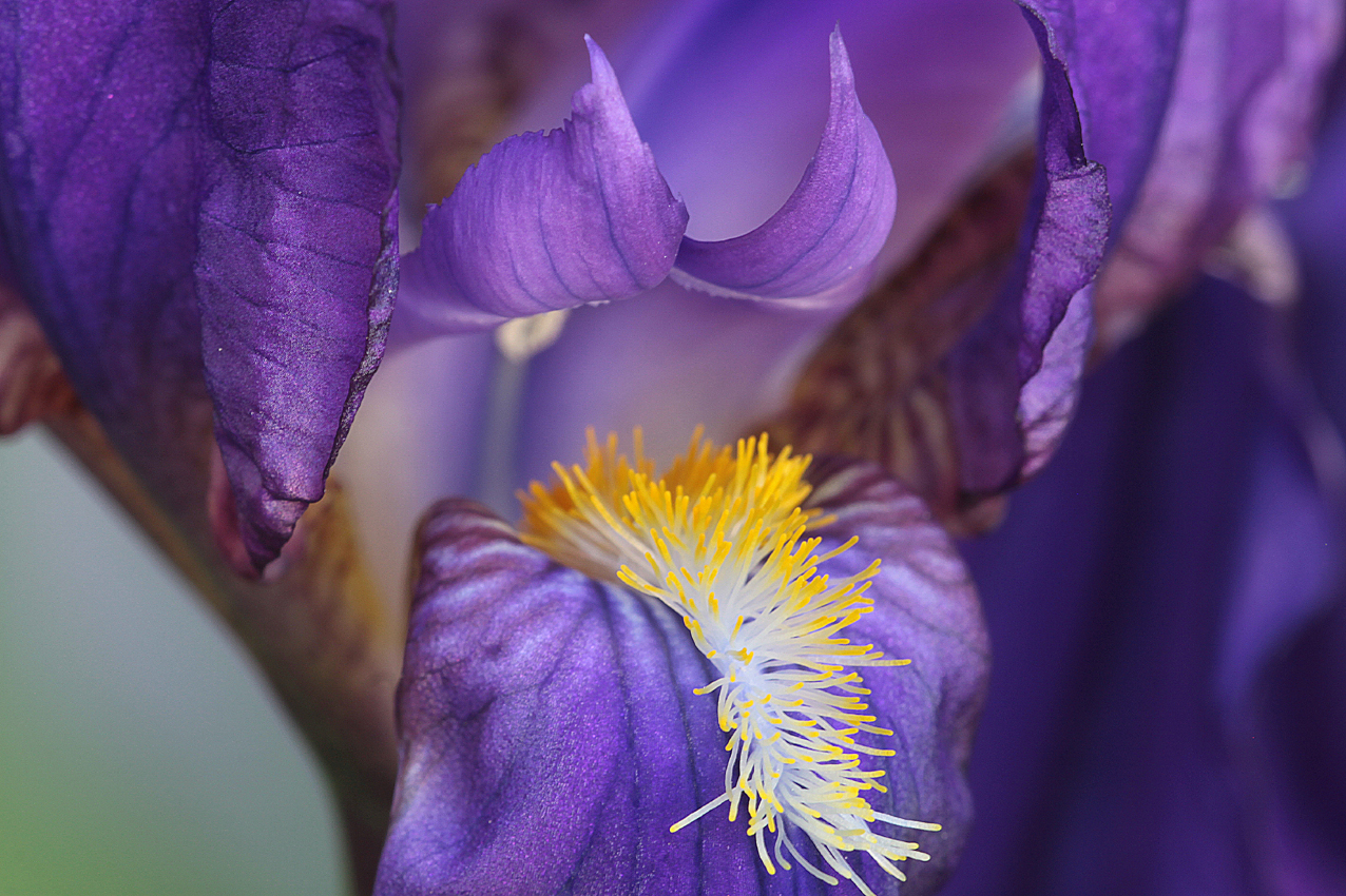 canon 500 d - 180 sigma macro lens