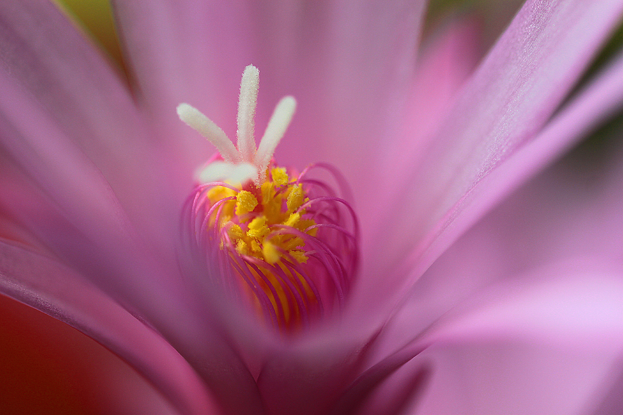 canon 500 d - 180 sigma macro lens