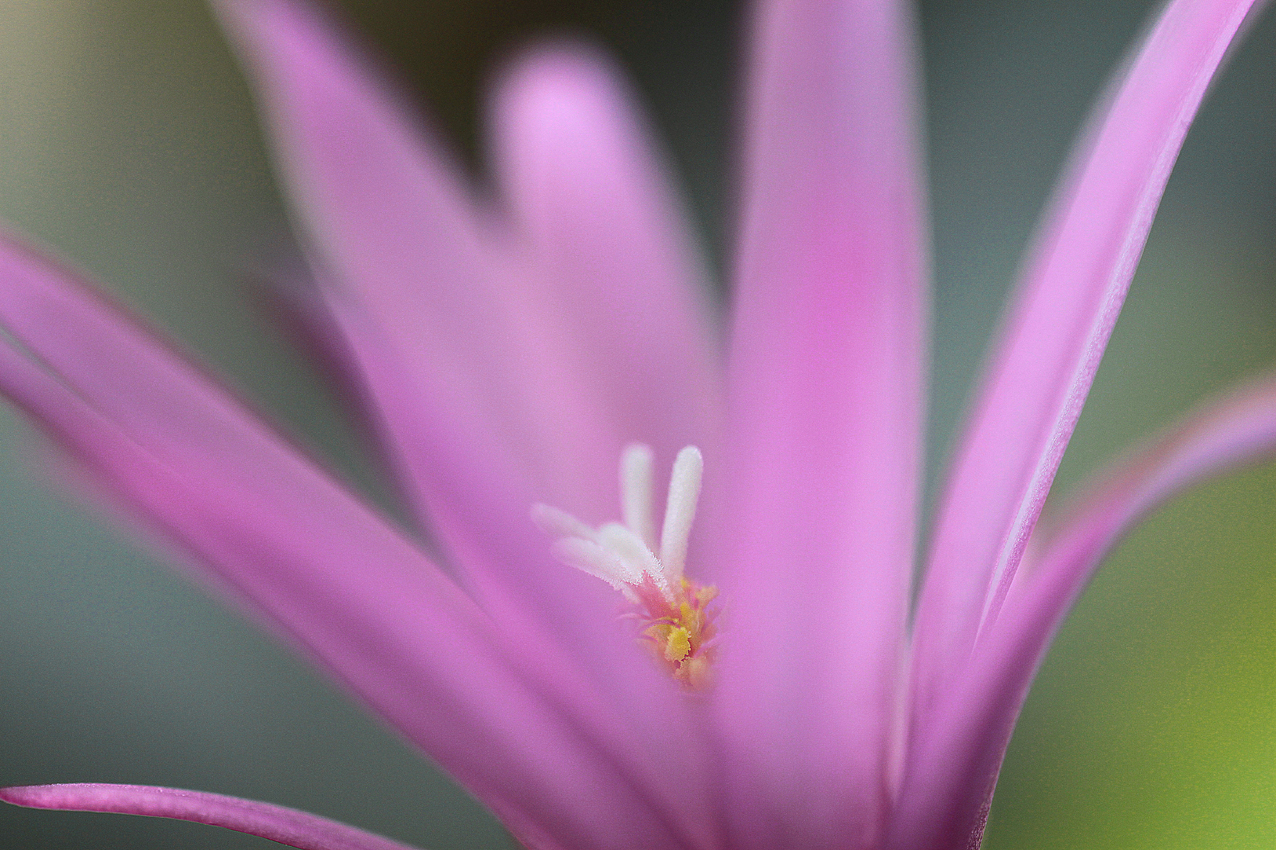 canon 500 d - 180 sigma macro lens