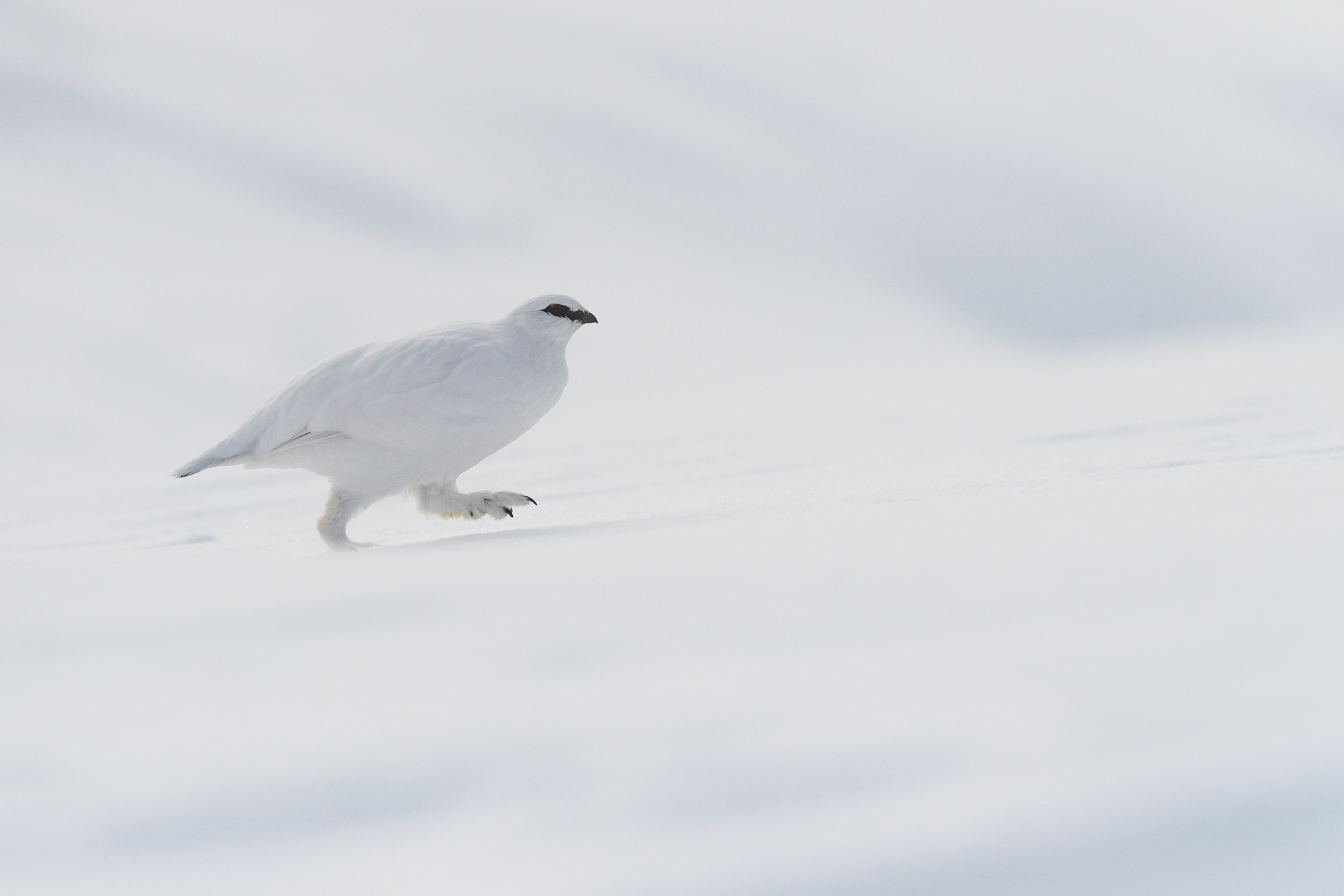 ptarmigan (2)