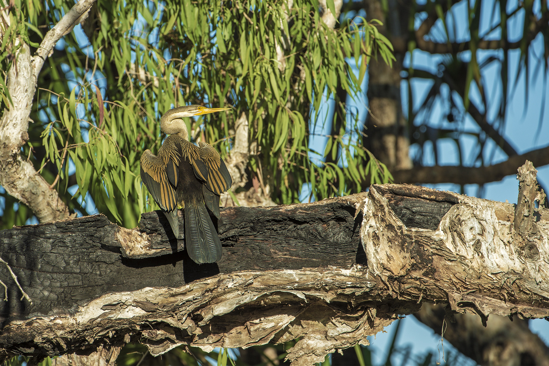 Anhinga novaehollandiae (Australian Aninga)