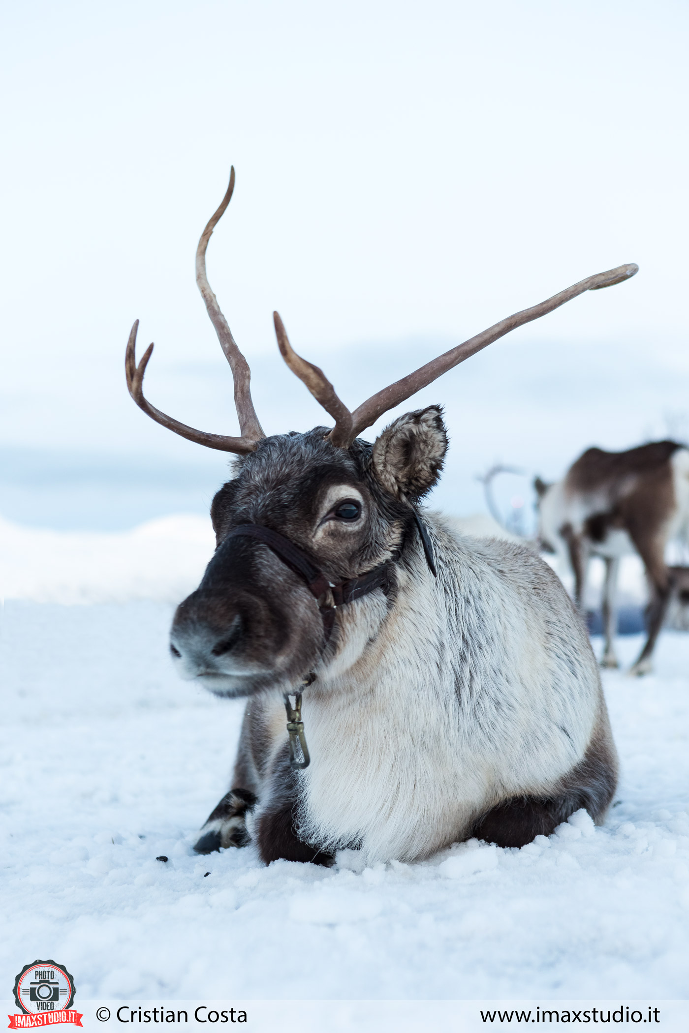 Reindeer in Kvaløya