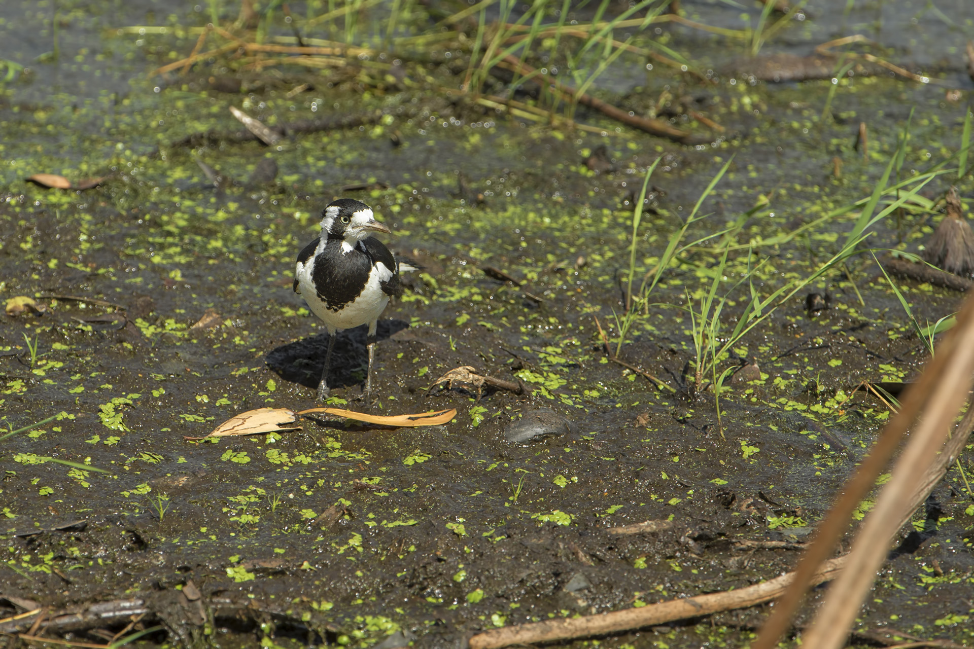 Grallina cyanoleuca (Grallina magpie)