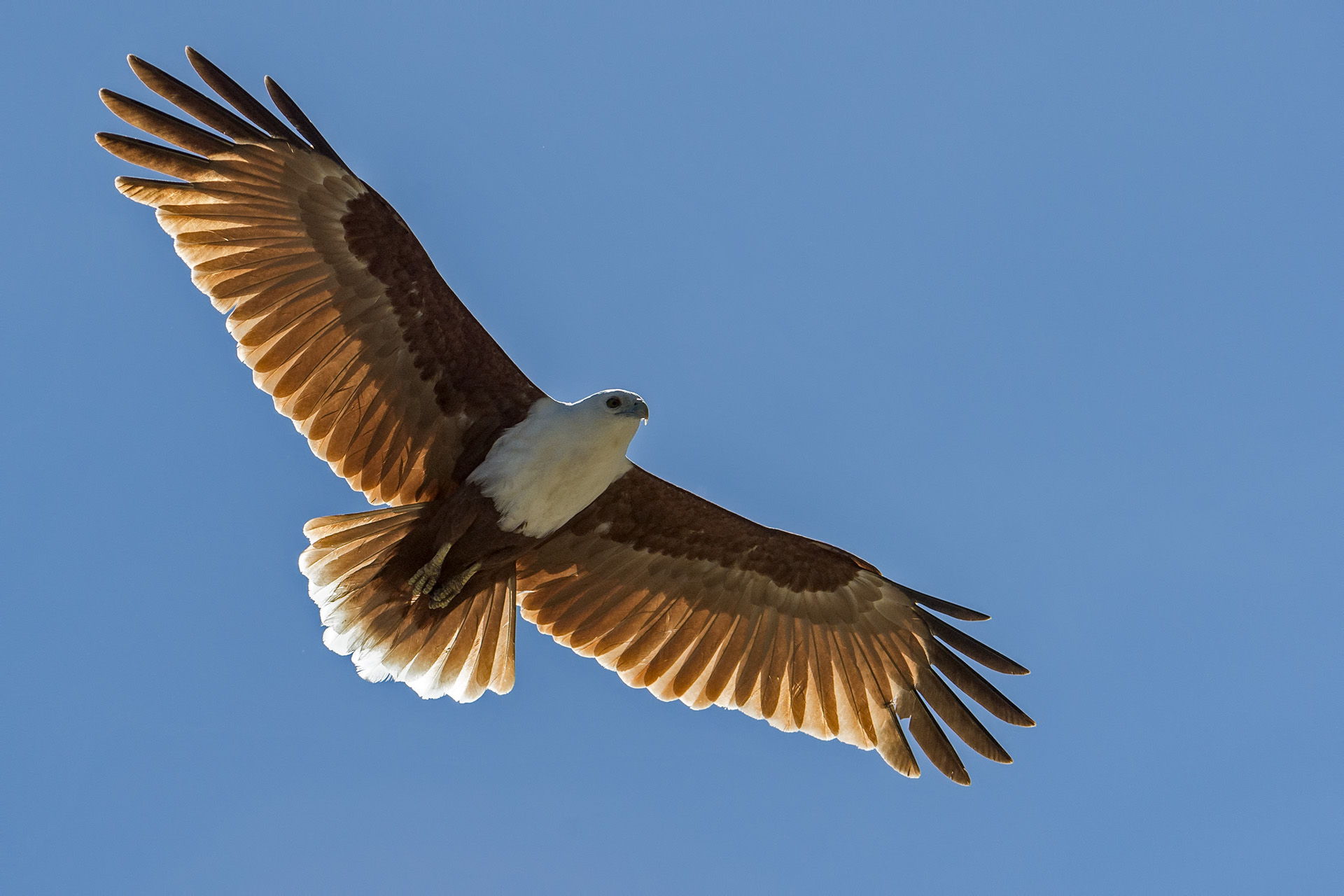 Haliastur indus (Nibbio Brahmin)