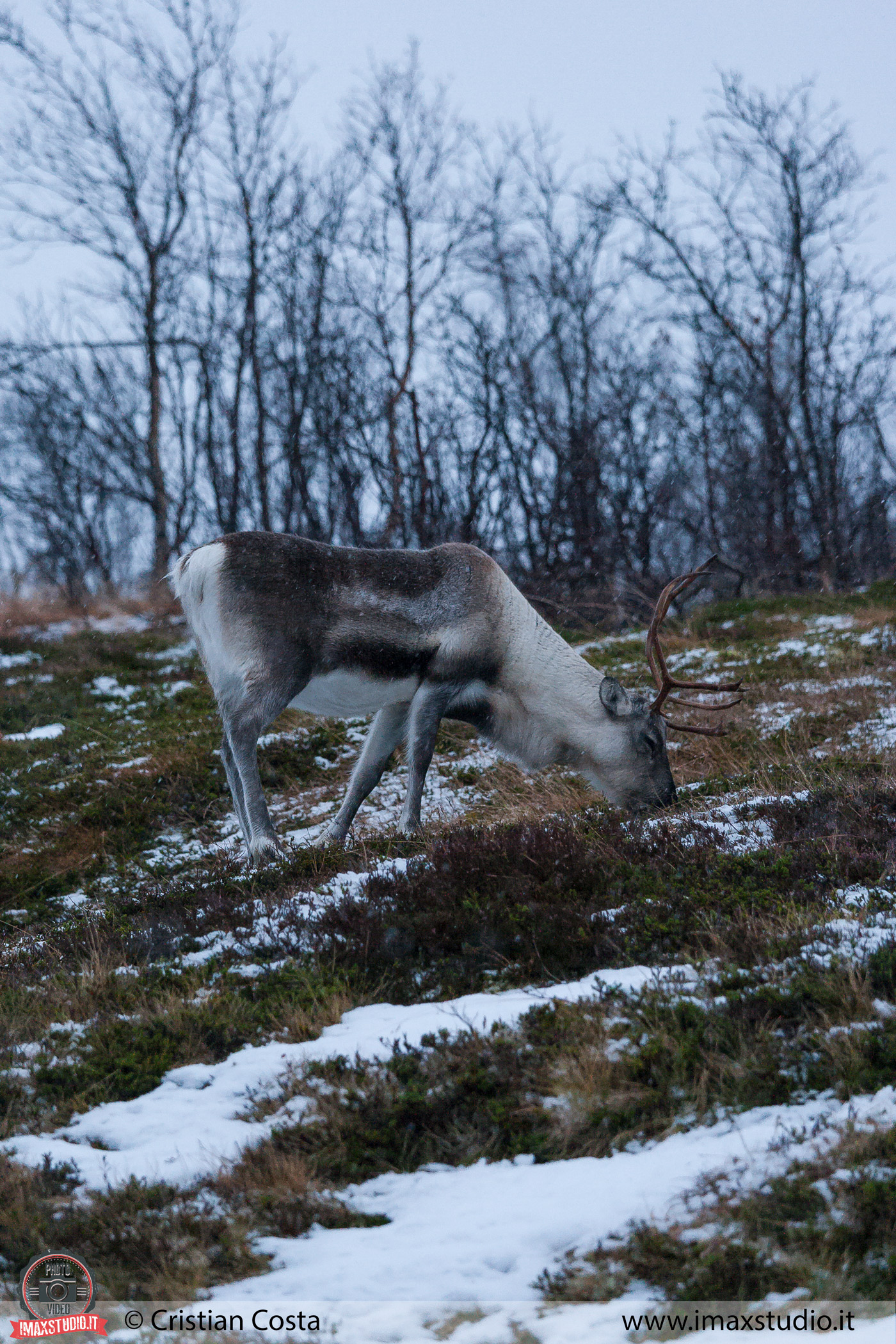 Reindeer in Tromsø