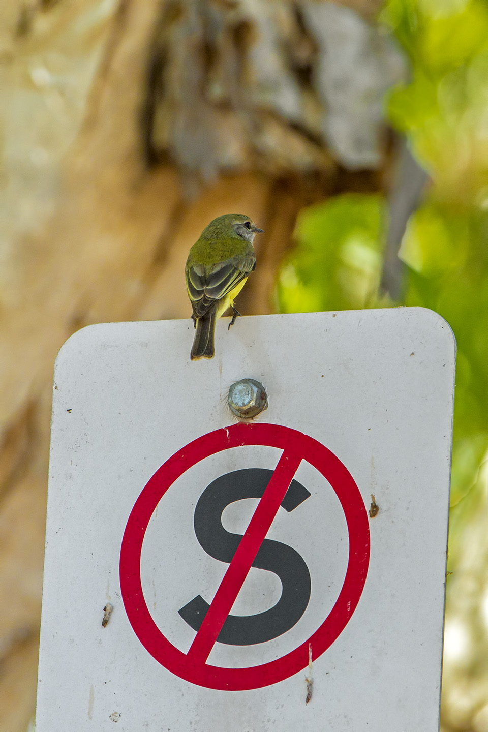 Microeca flavigaster (Flycatcher ventregiallo aust.)