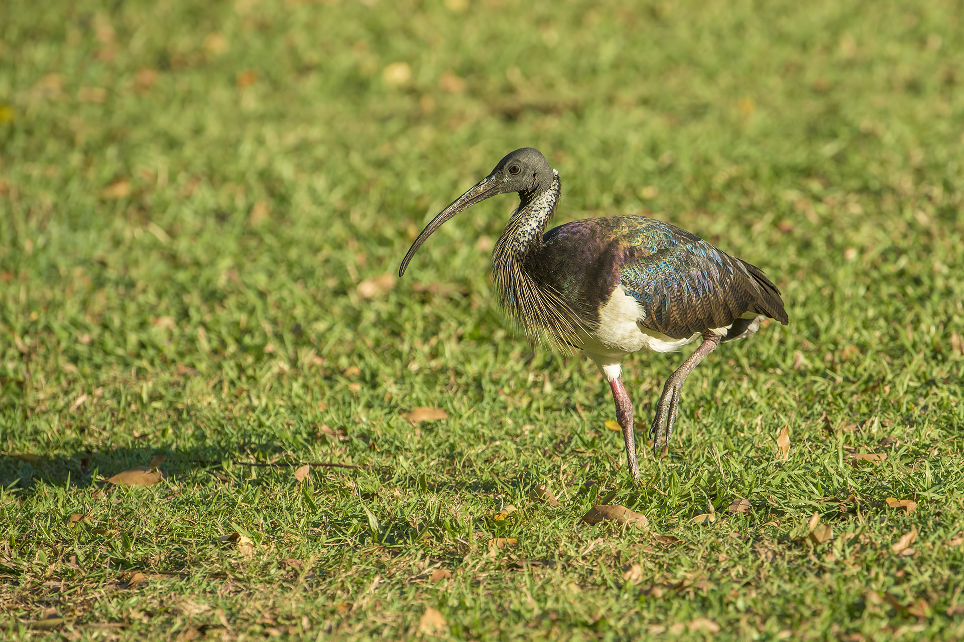 Threskiornis spinicollis (Straw-colored Ibis)