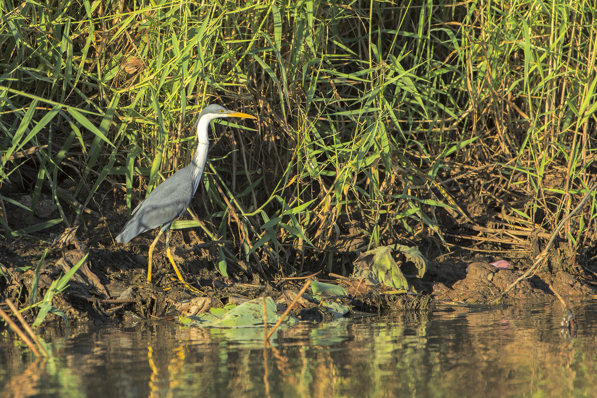 Ardea picata (Black and White Heron)