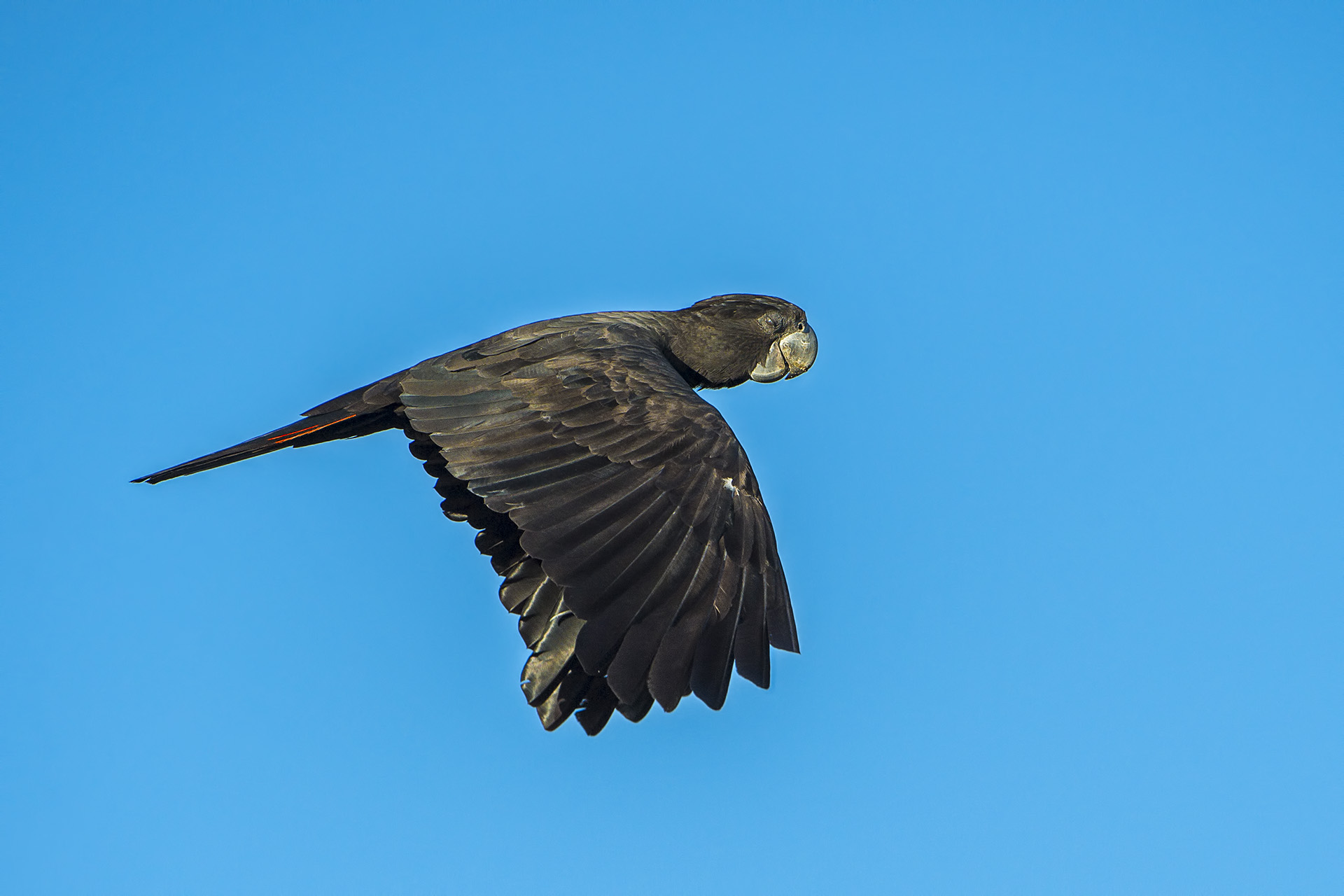 Calyptorhynchus banksii (Black-tailed Cacatua)