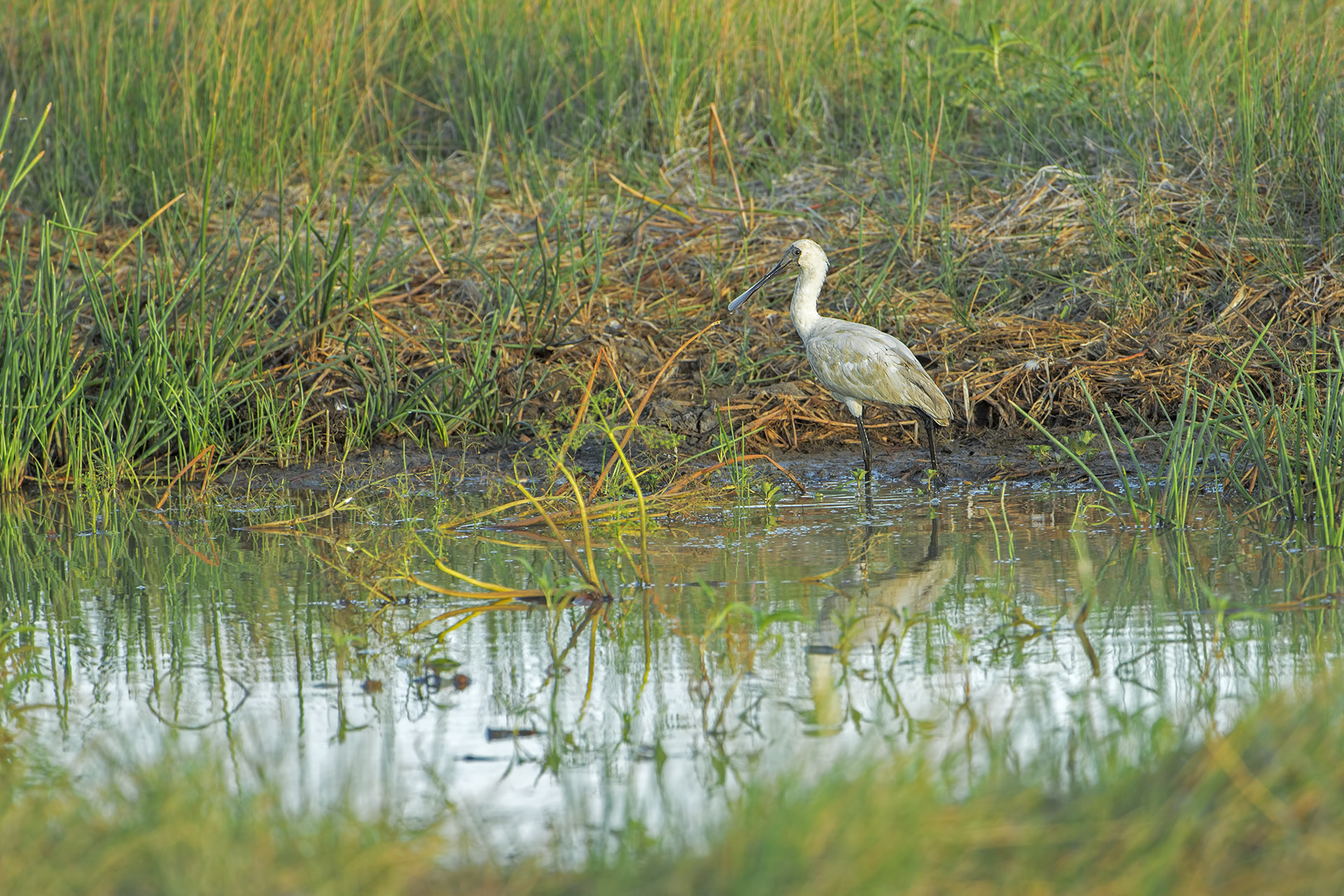 Platalea regia (Royal Spatula)
