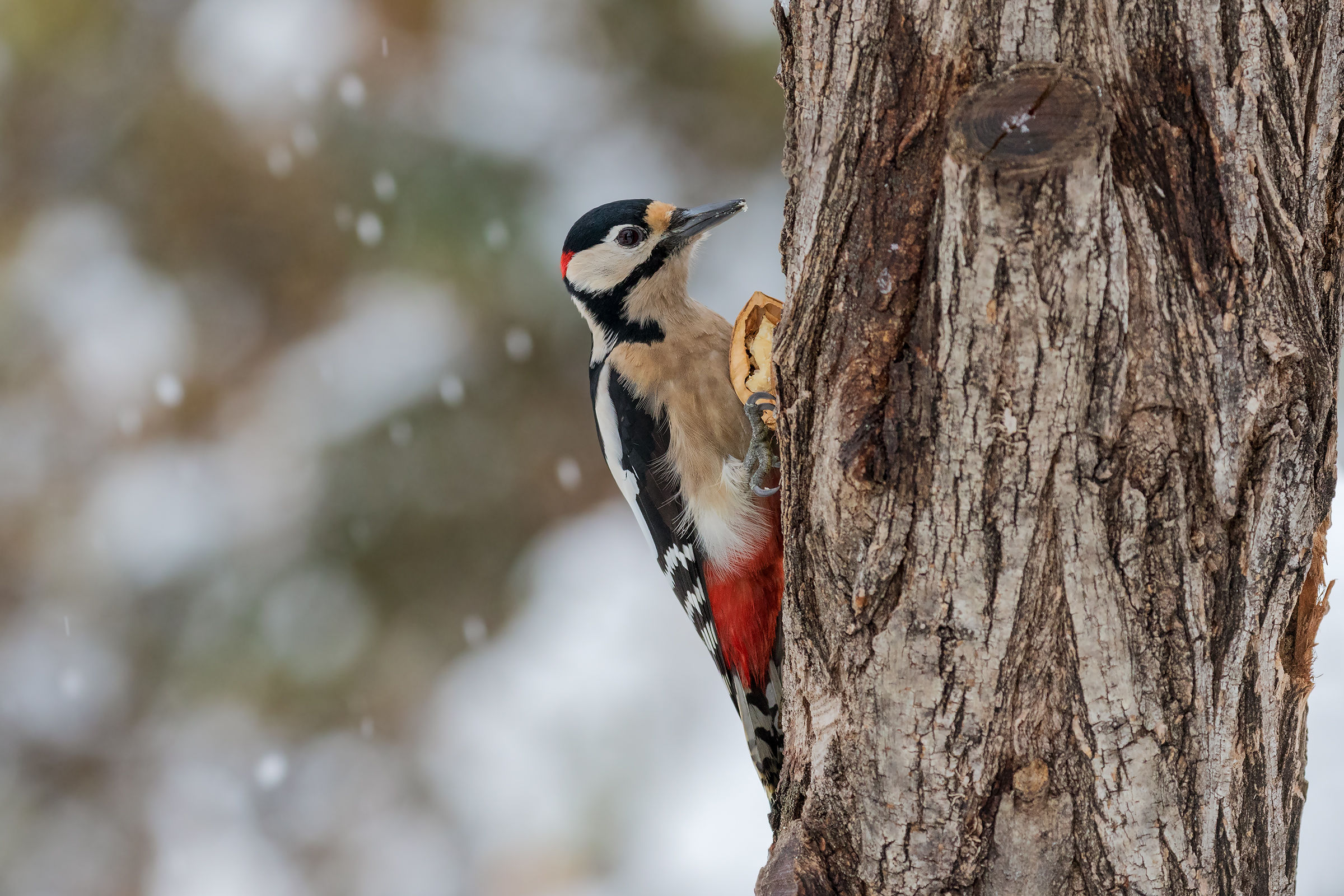Great spotted woodpecker