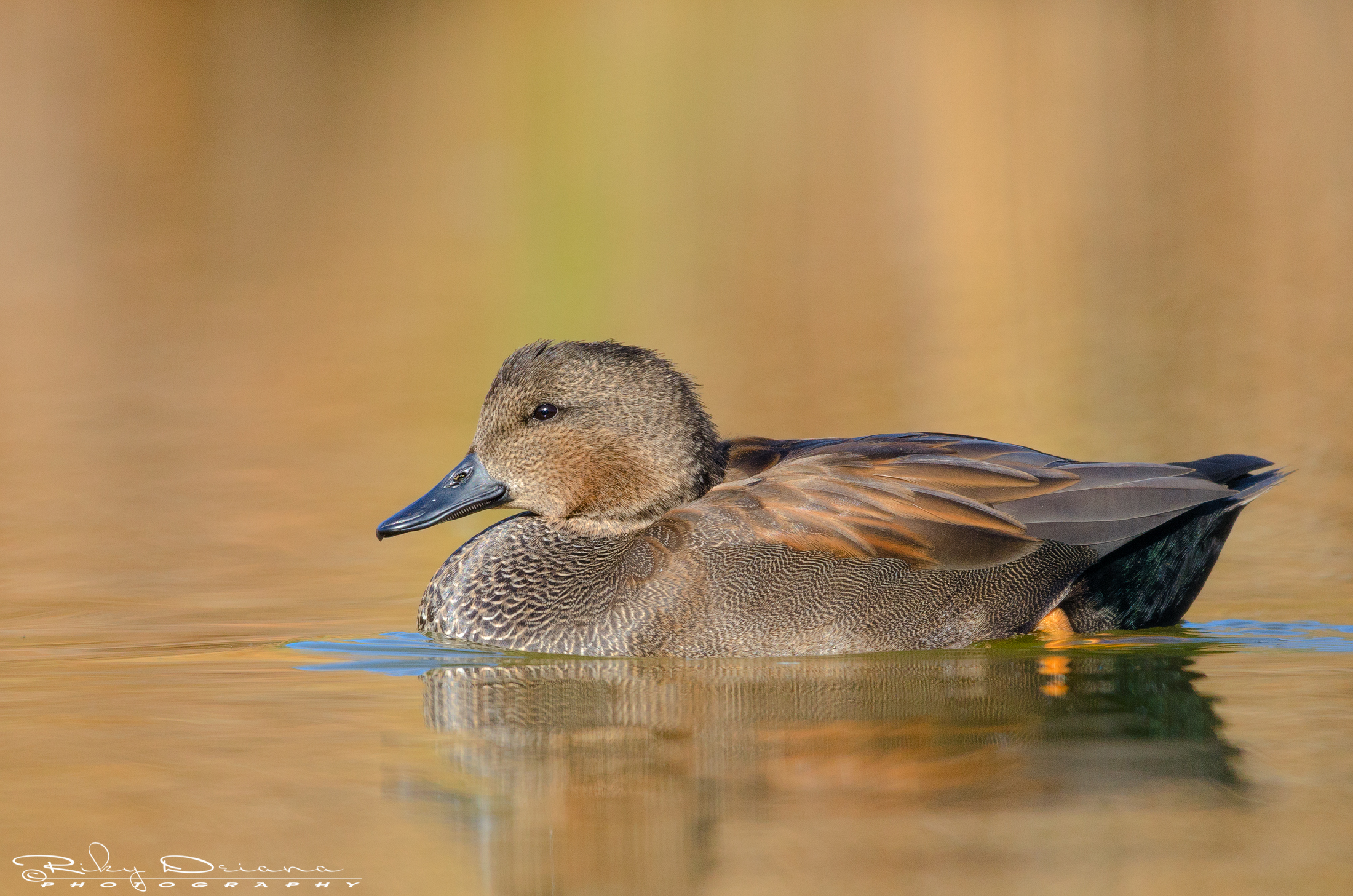 Gadwall at dawn