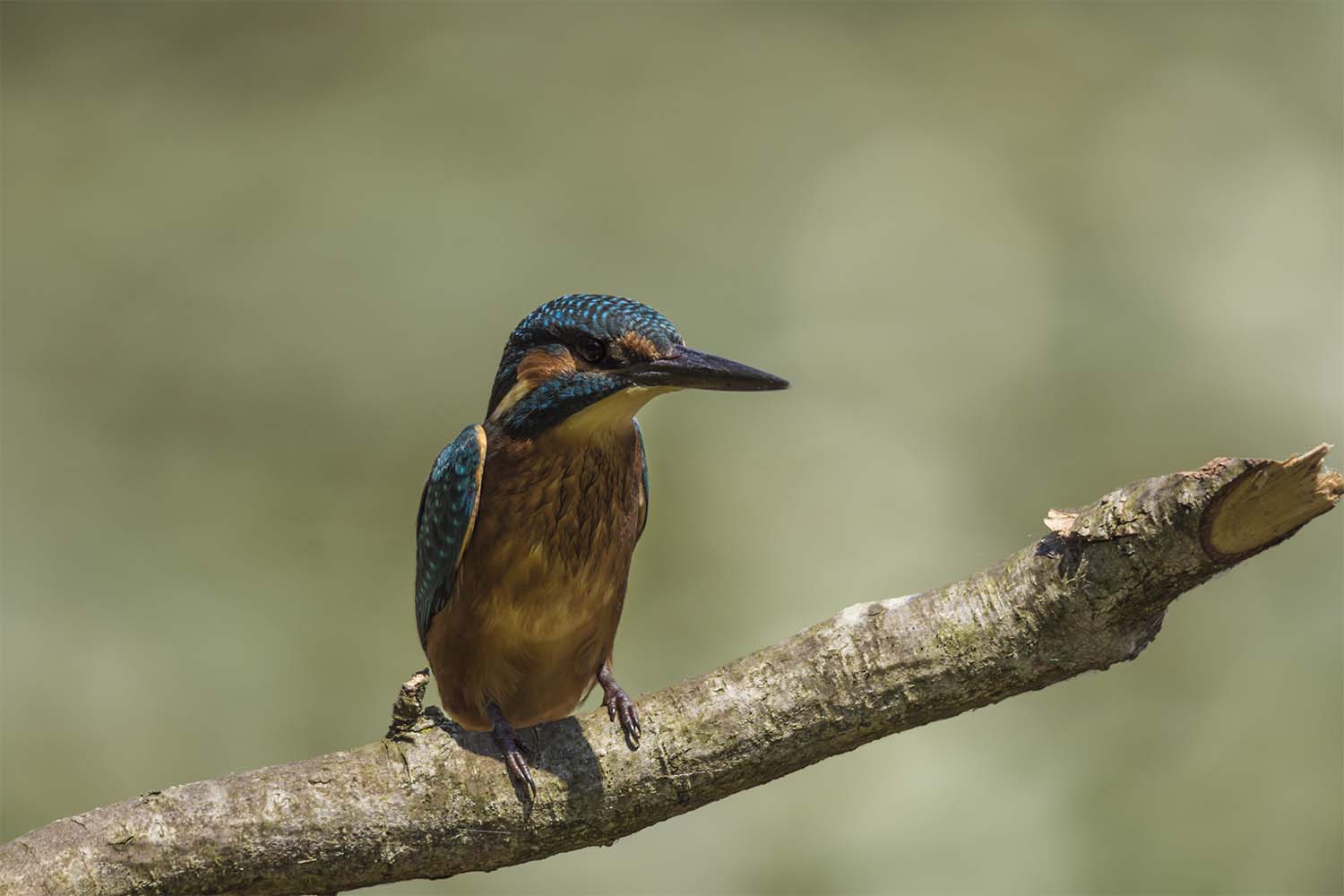 kingfisher