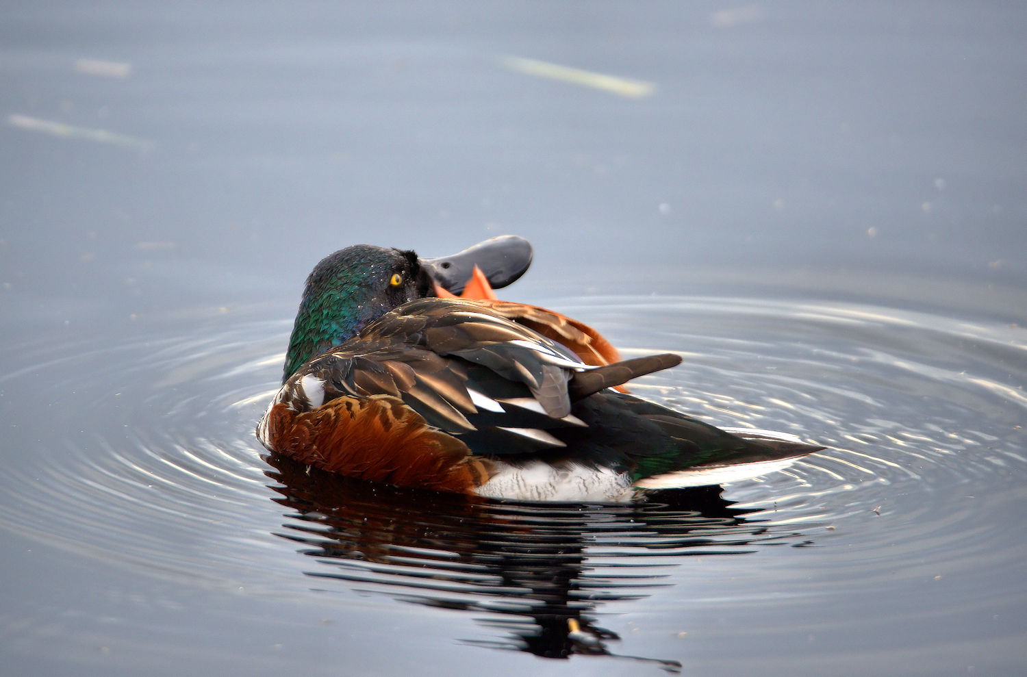 Male shoveler