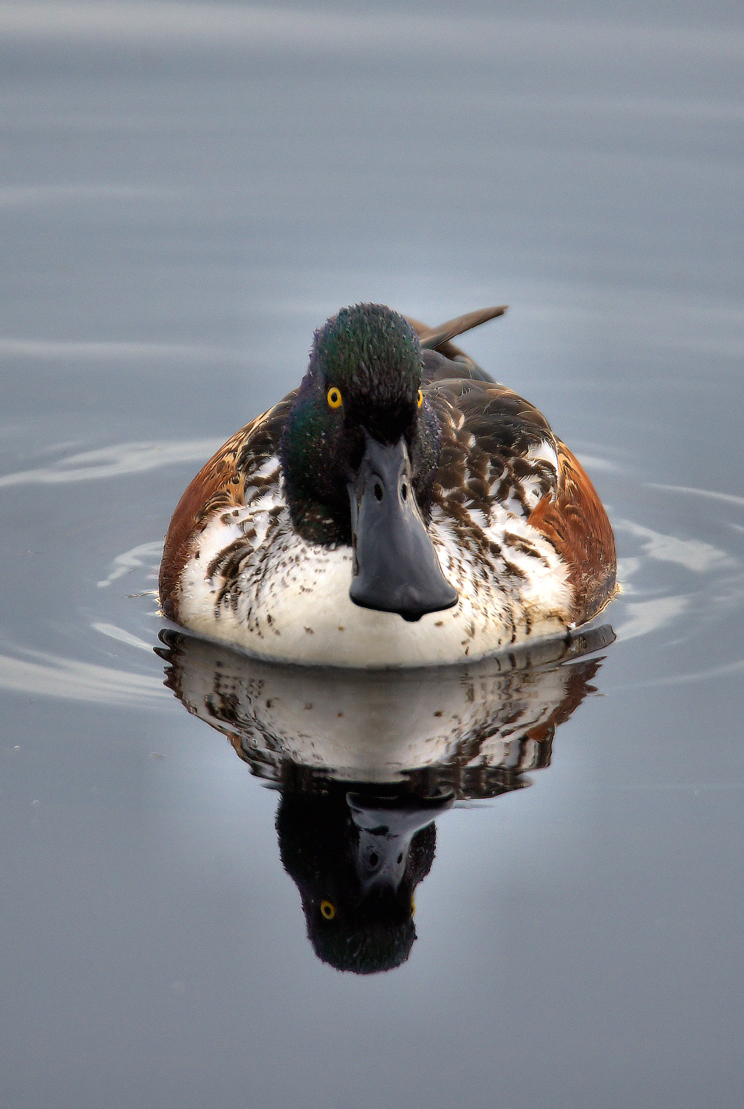 Male shoveler