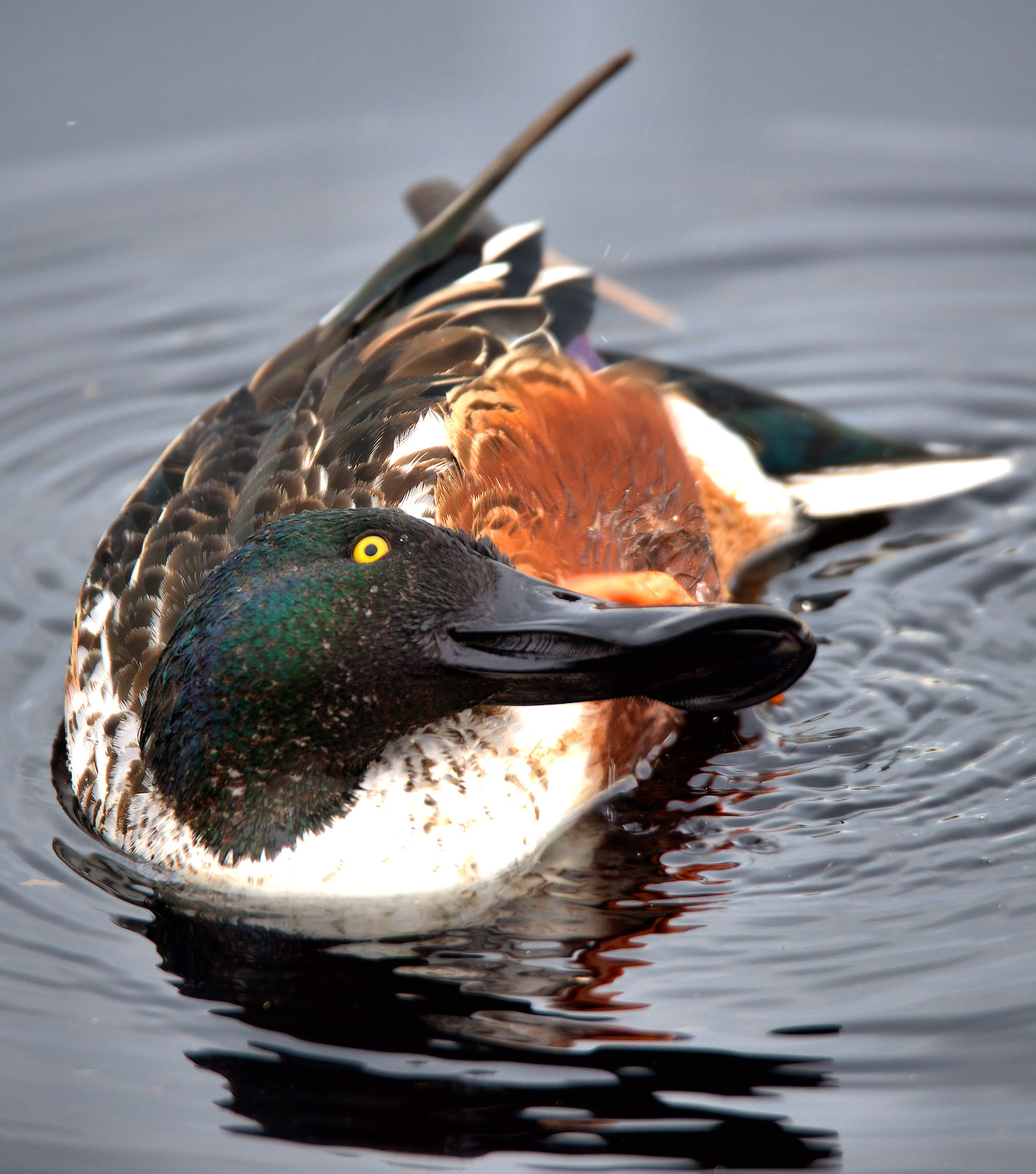 Male shoveler
